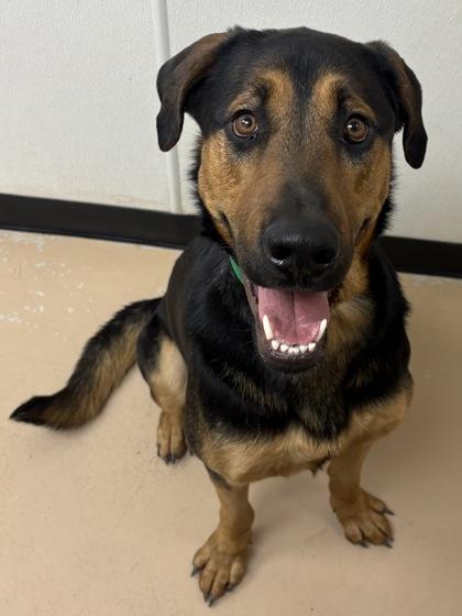 Enlarge Dozer, a Adoptable mixed breed in Phoenix, AZ image 3/3