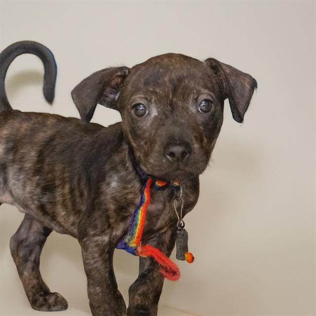 Enlarge BAILEY, a Adoptable mixed breed in St. Louis, MO image 1/1