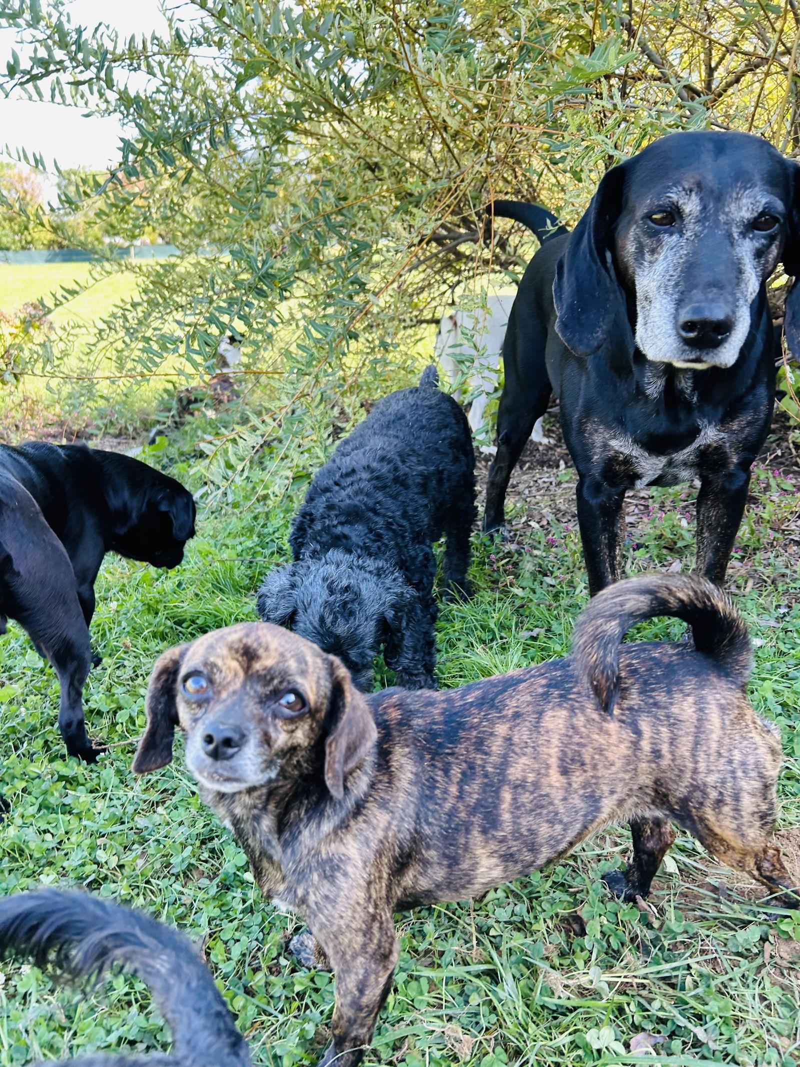 Babe, a Adoptable Dachshund in Elizabethtown, PA image 1/3