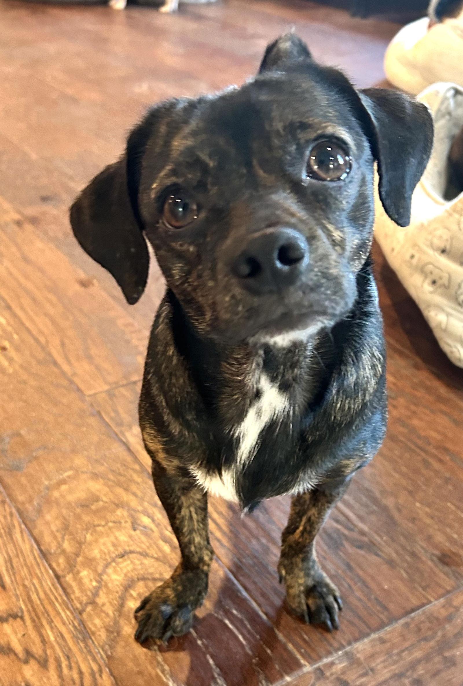 Babe, Adoptable, Young Female Dachshund.