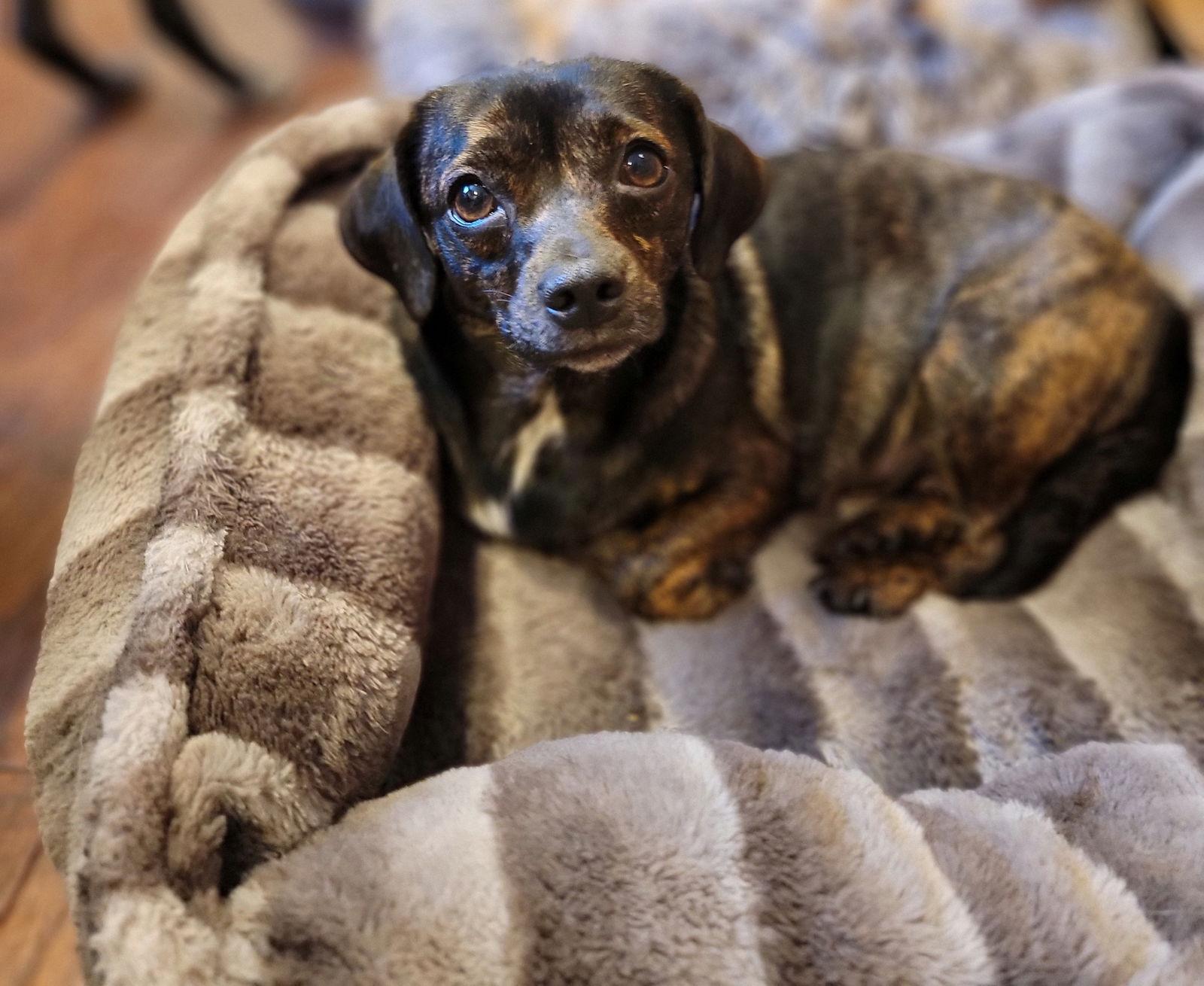 Babe, a Adoptable Dachshund in Elizabethtown, PA image 2/3