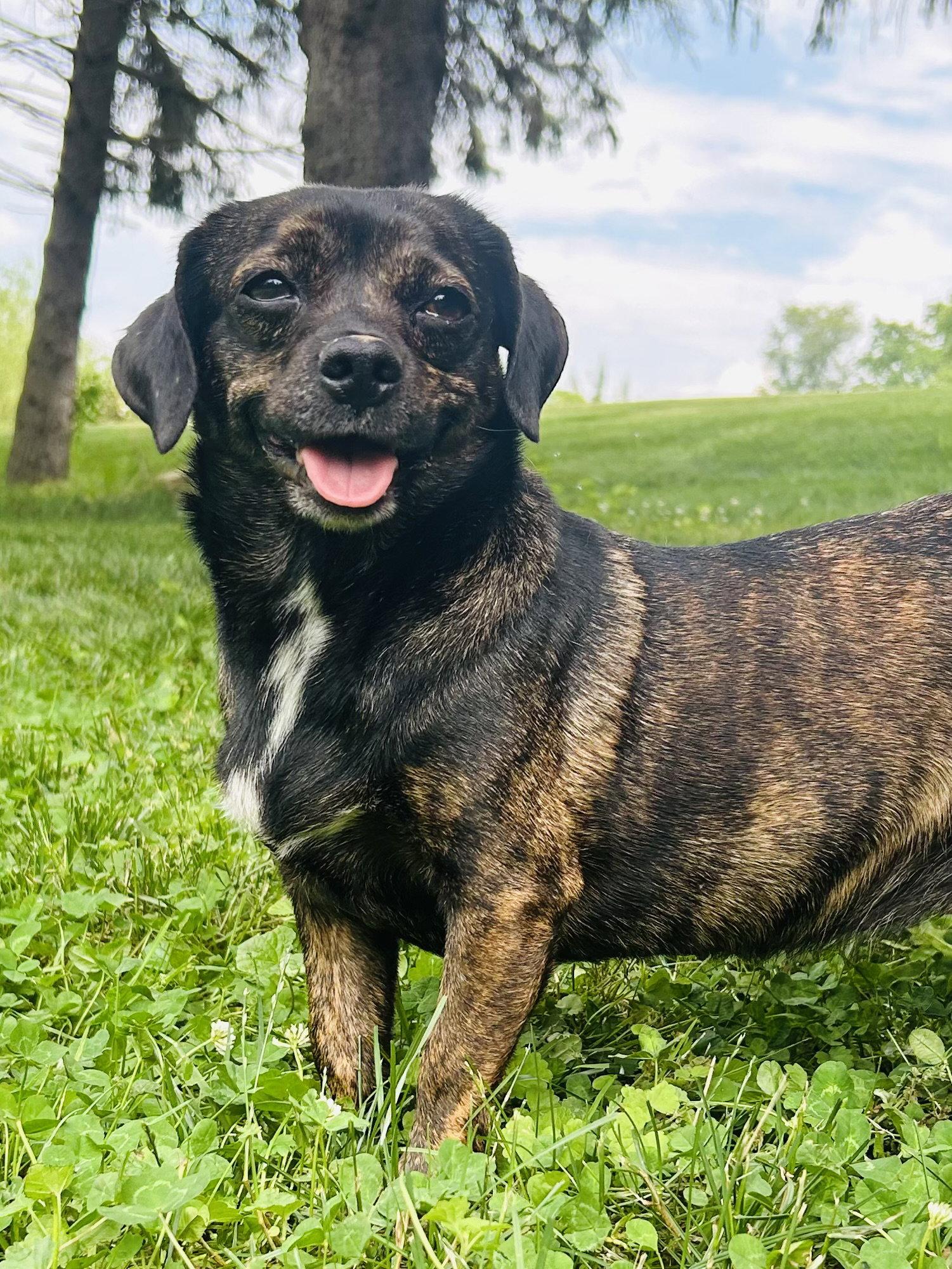 Babe, Adoptable, Young Female Dachshund.