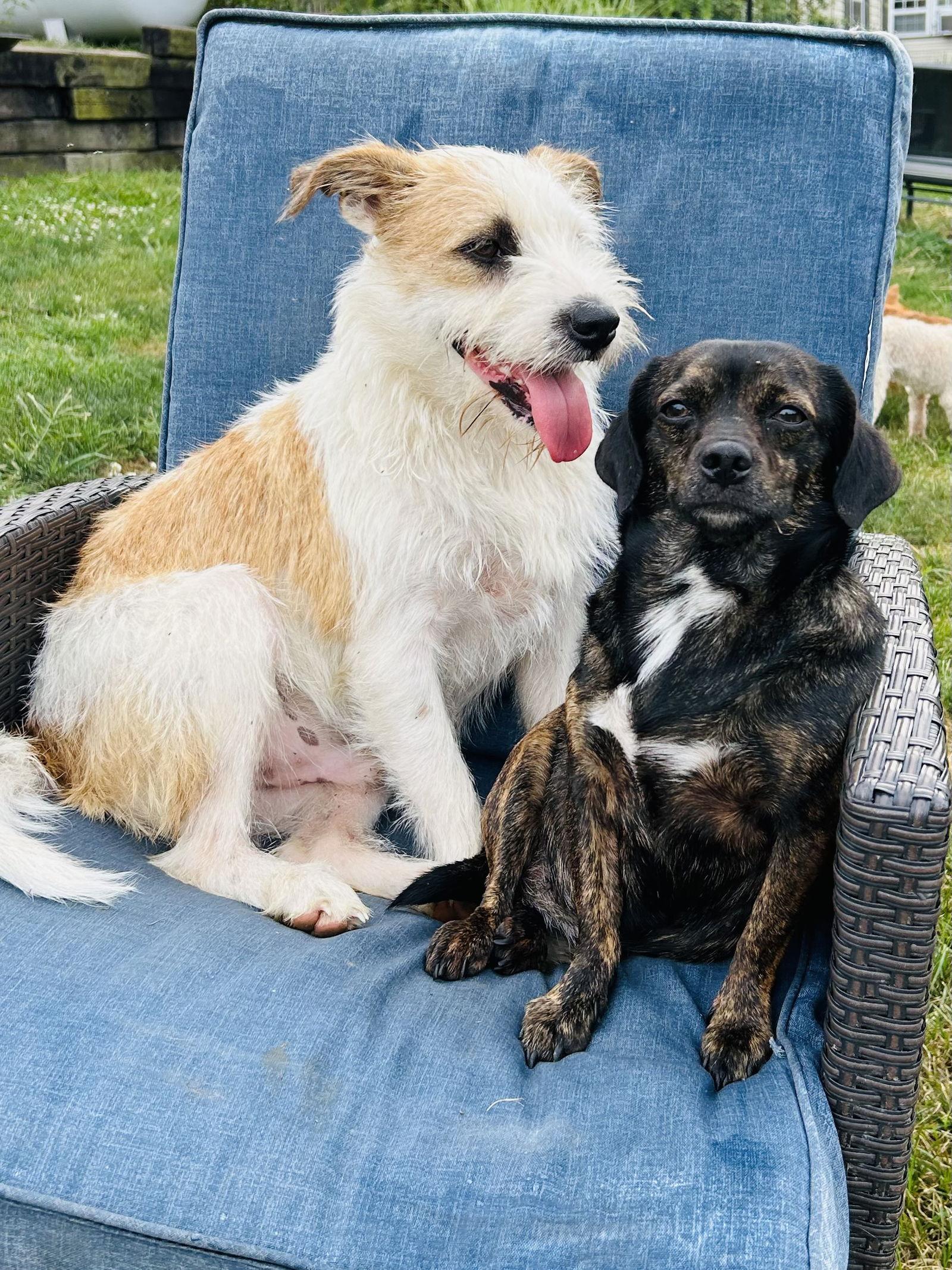Babe, a Adoptable Dachshund in Elizabethtown, PA image 3/3
