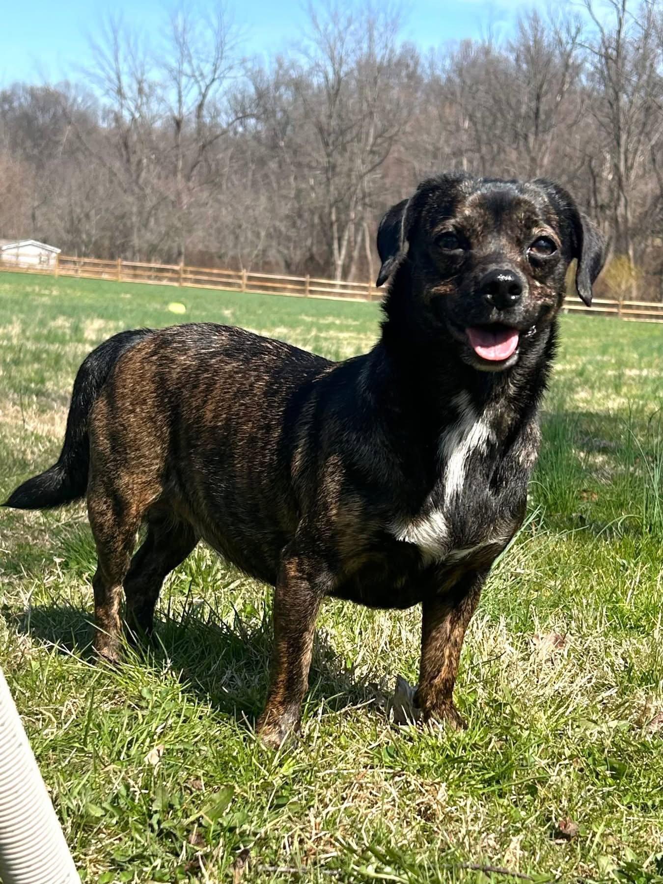 Enlarge Babe, a Adoptable Dachshund in Elizabethtown, PA image 2/3
