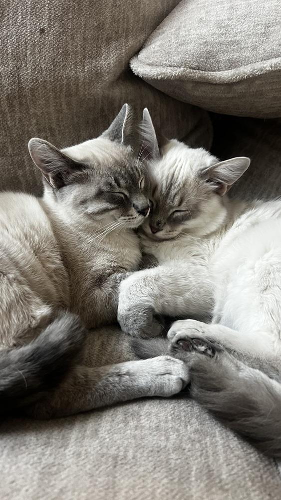 Portabello, Adoptable, Kitten Male Maine Coon & Siamese.