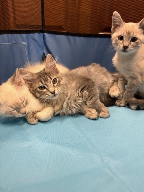 Enlarge Portabello, a Adoptable mixed breed in Richardson, TX image 2/2