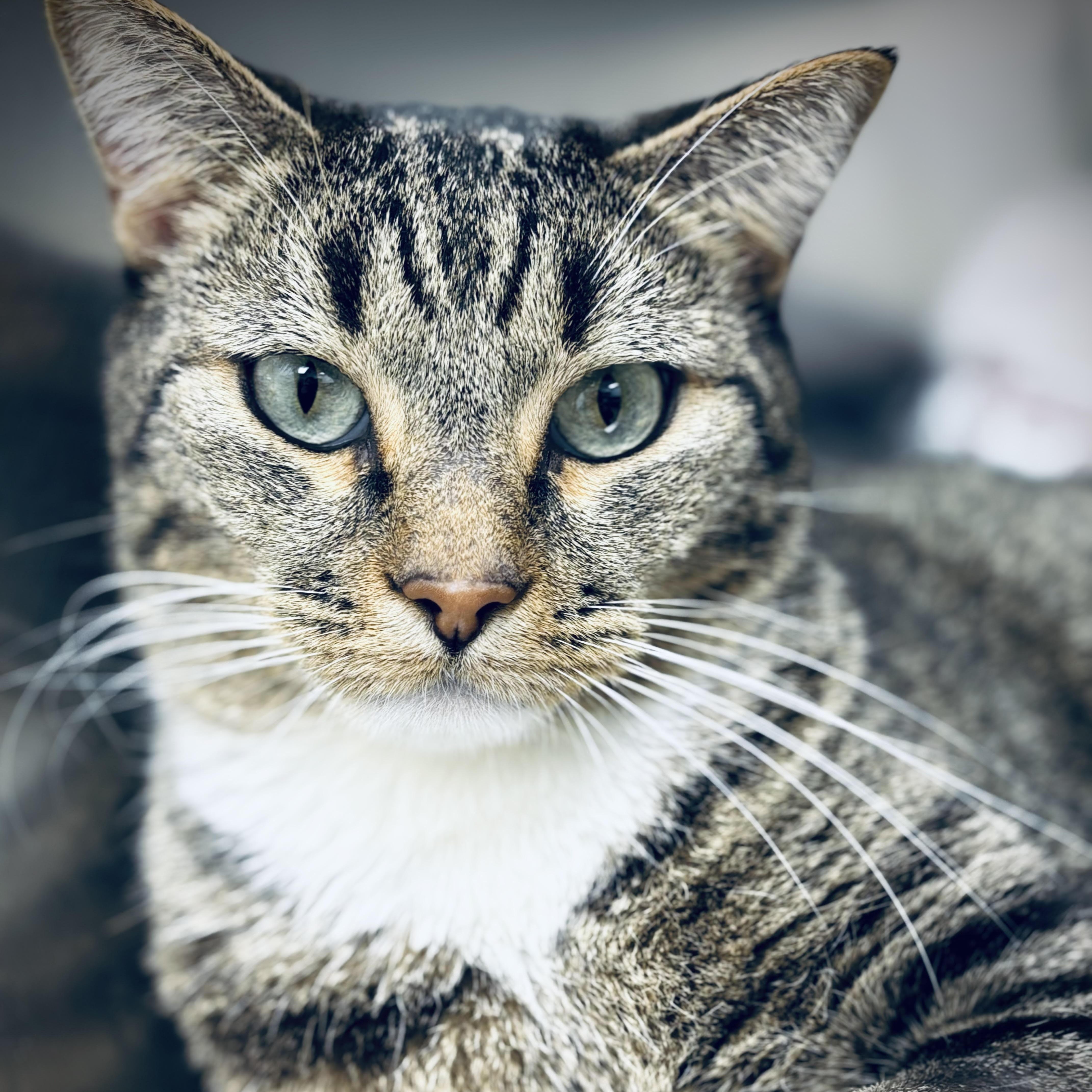 Enlarge Ollie, a Adoptable Domestic Short Hair in Denver, CO image 3/5