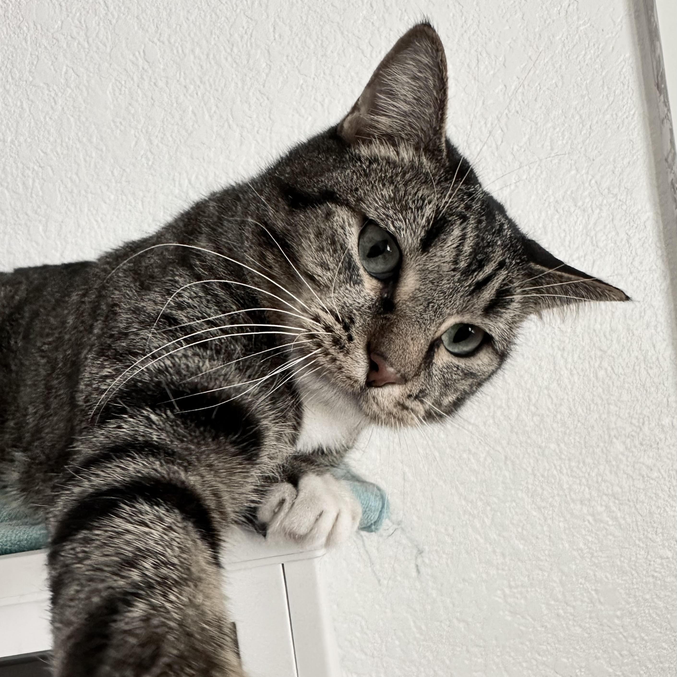 Enlarge Ollie, a Adoptable Domestic Short Hair in Denver, CO image 2/5