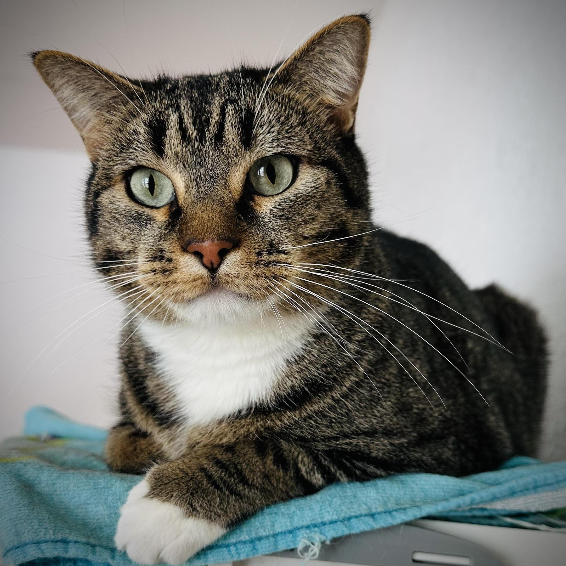 Ollie, Adoptable, Adult Male Domestic Short Hair.