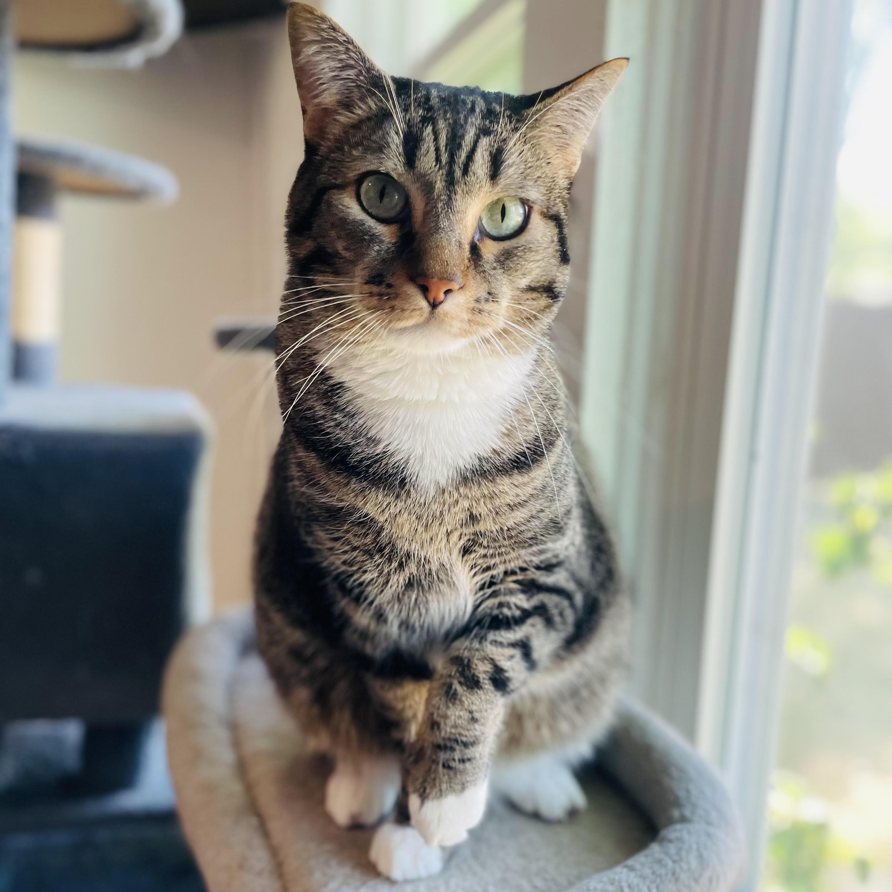 Enlarge Ollie, a Adoptable Domestic Short Hair in Denver, CO image 5/5