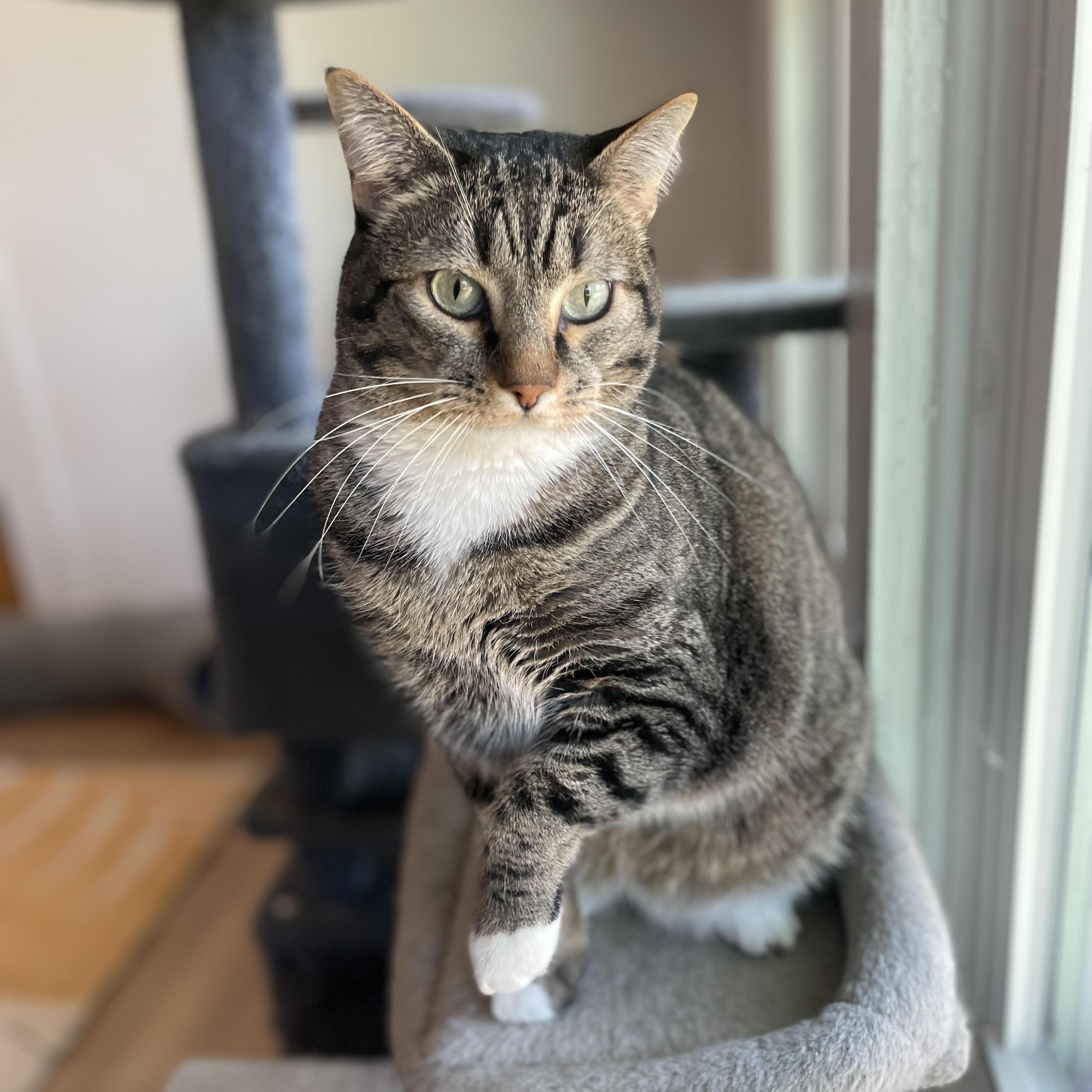 Enlarge Ollie, a Adoptable Domestic Short Hair in Denver, CO image 4/5