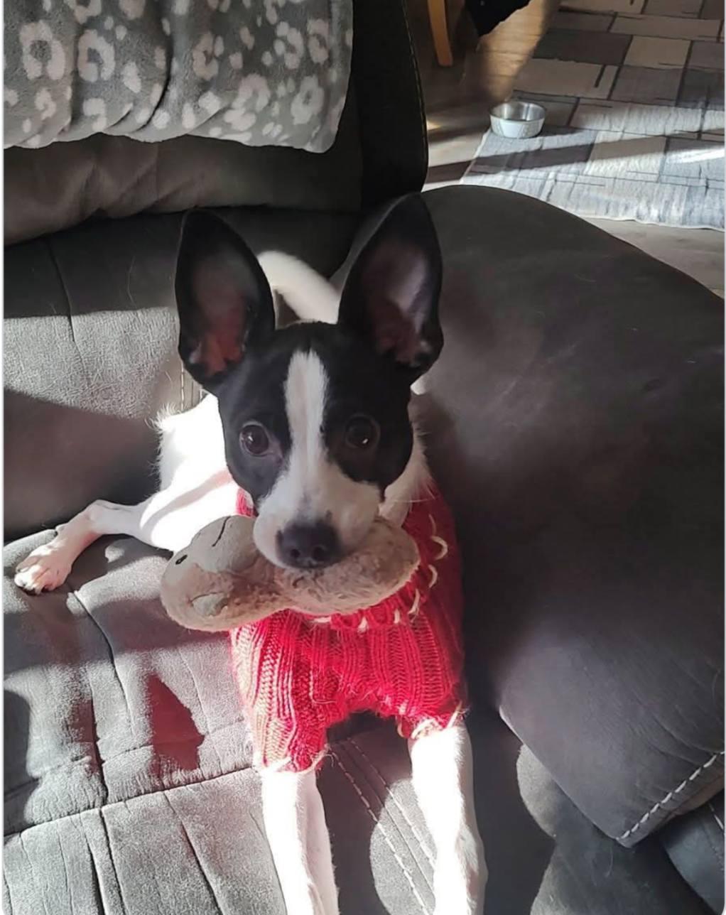 Olivia, a ADOPTABLE Rat Terrier in Willoughby, OH image 1/3