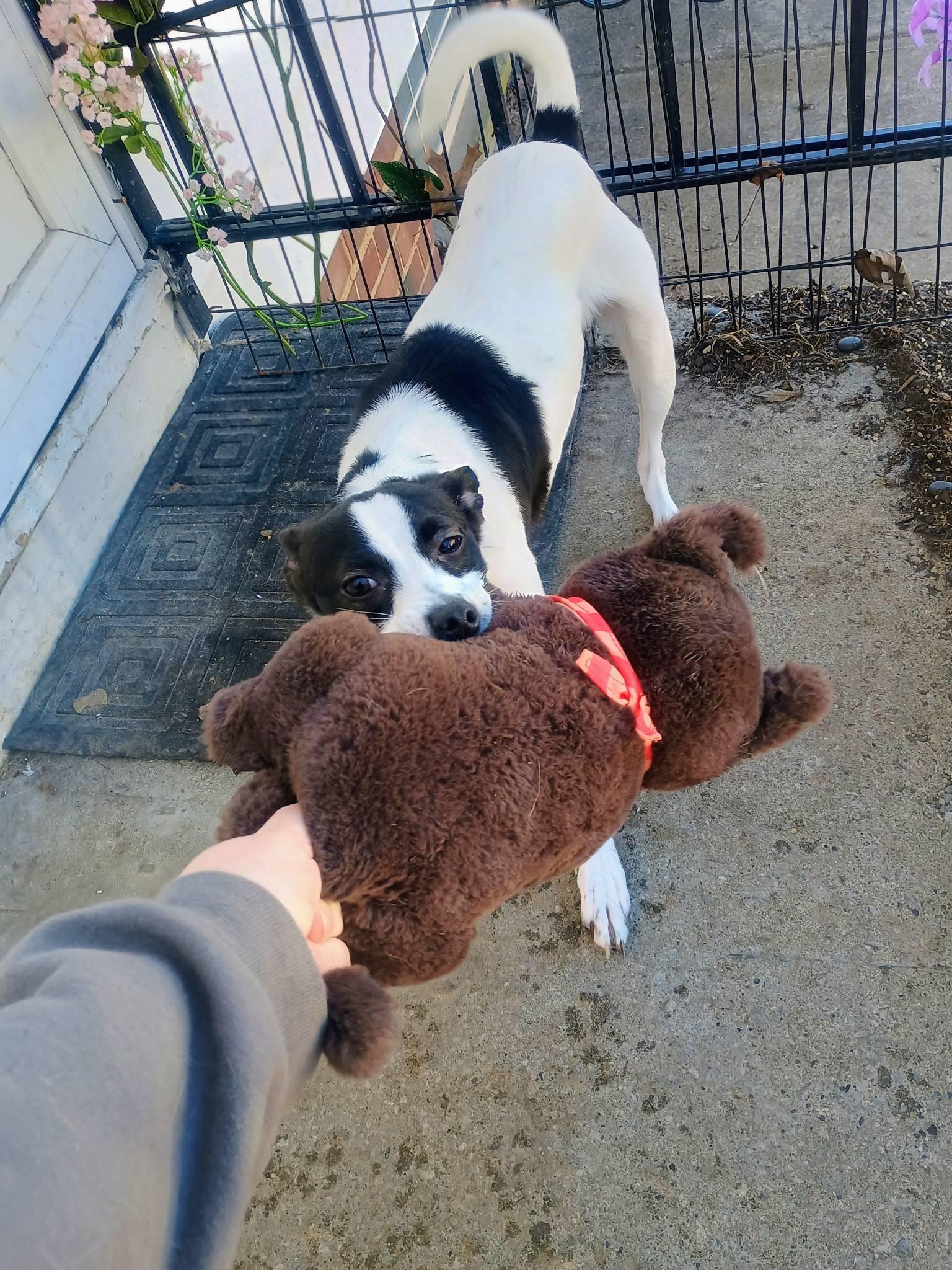 Olivia, a ADOPTABLE Rat Terrier in Willoughby, OH image 3/3