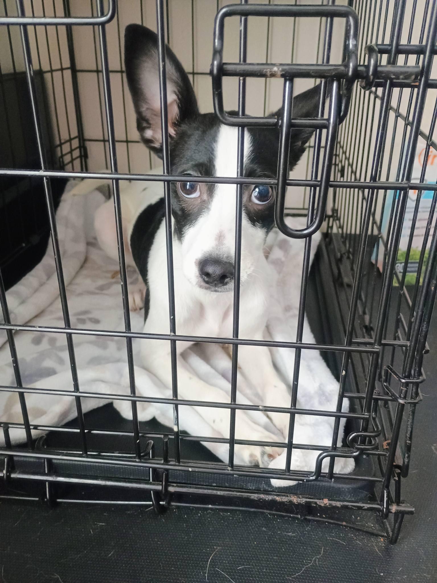 Olivia, a ADOPTABLE Rat Terrier in Willoughby, OH image 2/3