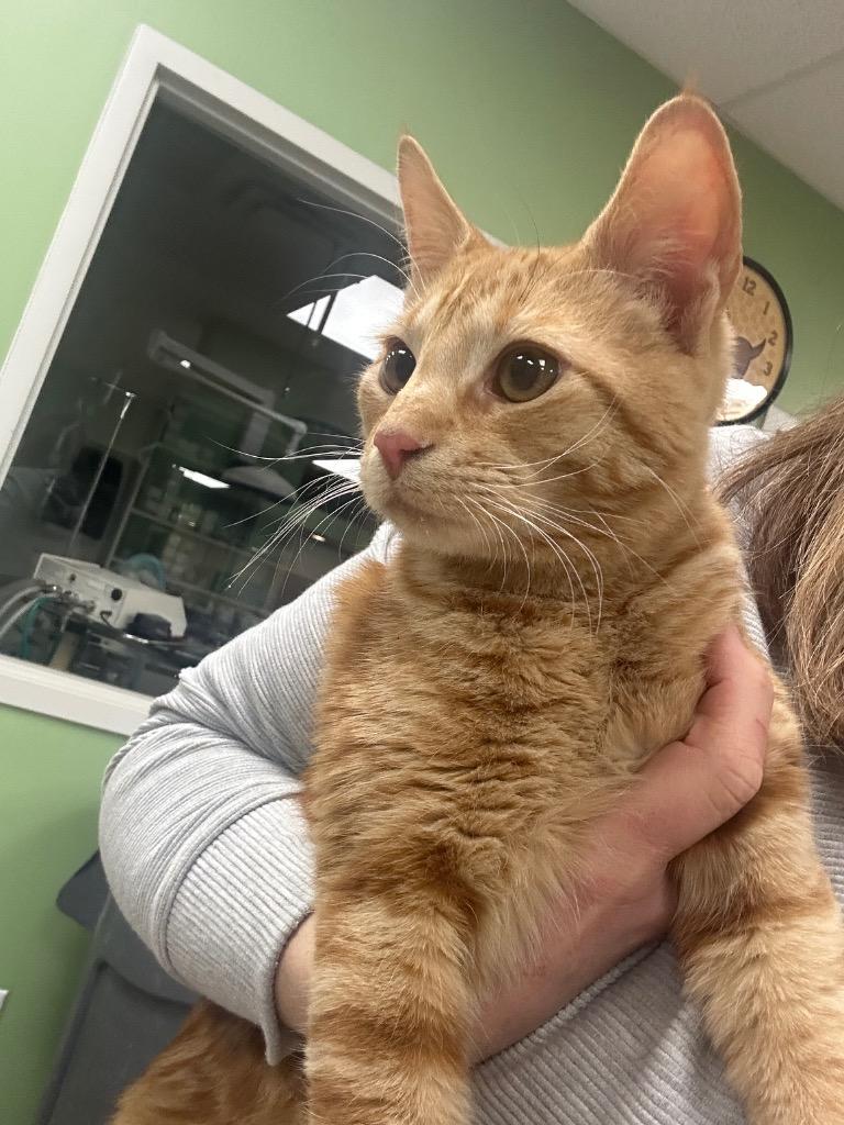 Enlarge Wally, a Adoptable mixed breed in La Porte, IN image 2/2