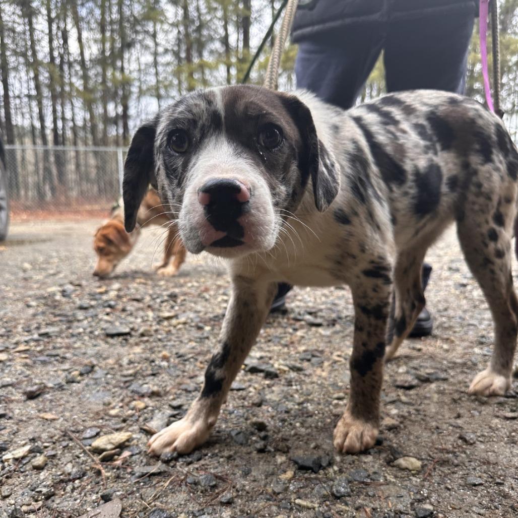 Enlarge Cookie, a Adoptable Mixed Breed in Blue Ridge, GA image 1/1