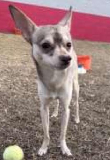 Todd, ADOPTABLE, Adult Male Chihuahua.