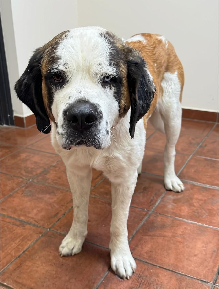 Lolly, ADOPTABLE, Young Female Saint Bernard.