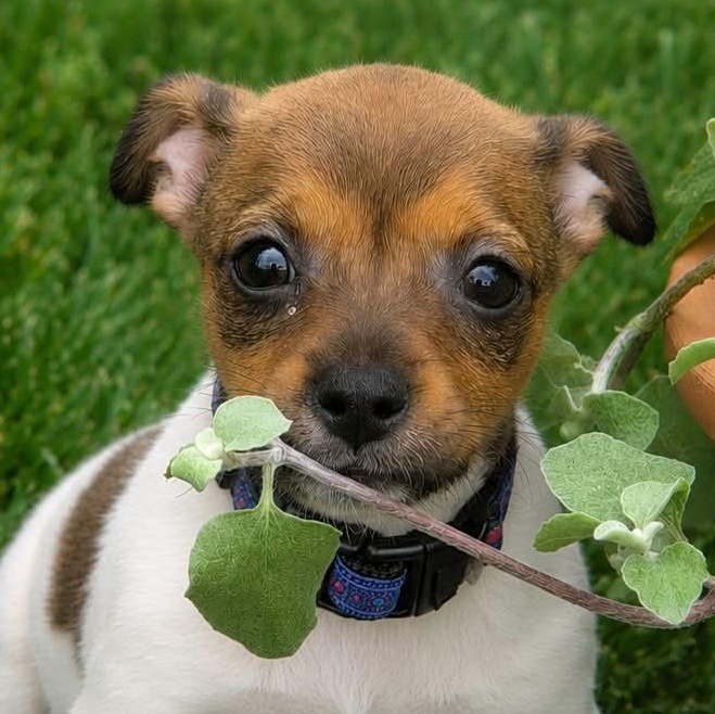 Enlarge ELIZA, a ADOPTABLE mixed breed in Evansville, WI image 4/4