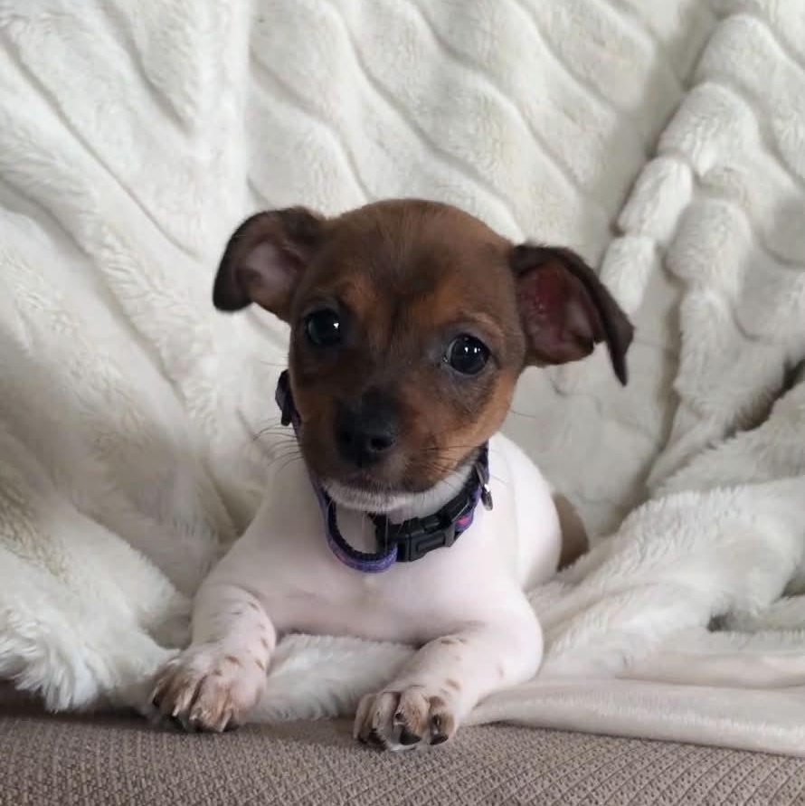 Enlarge ELIZA, a ADOPTABLE mixed breed in Evansville, WI image 2/4