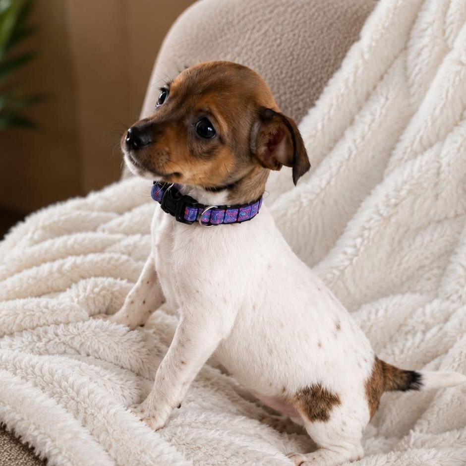 Enlarge ELIZA, a ADOPTABLE mixed breed in Evansville, WI image 3/4