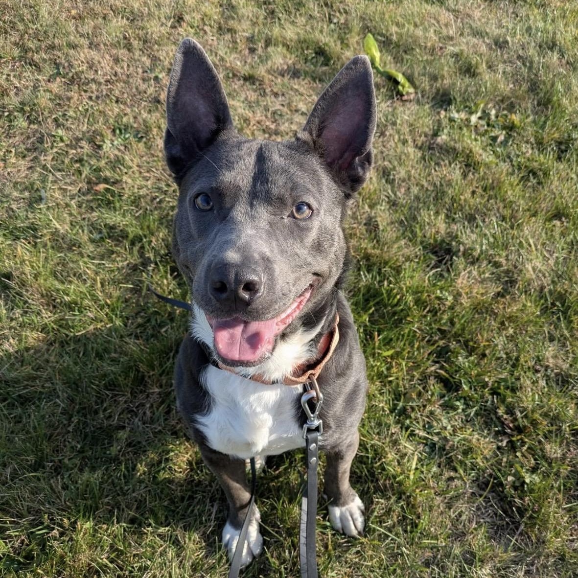 Batman, Adoptable, Adult Male Terrier.