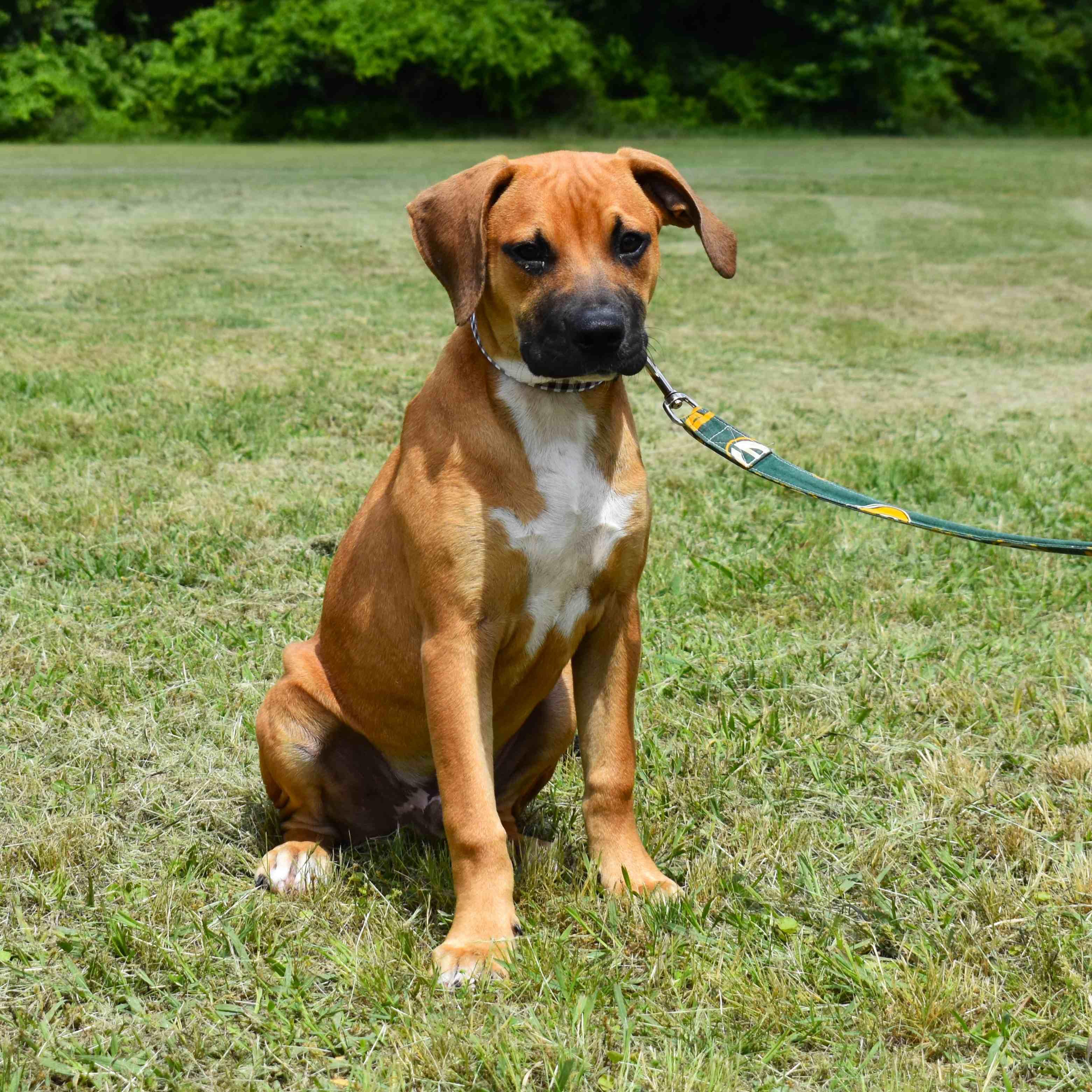 Rusty, an adopted Mixed Breed in Searcy, AR image 2/6
