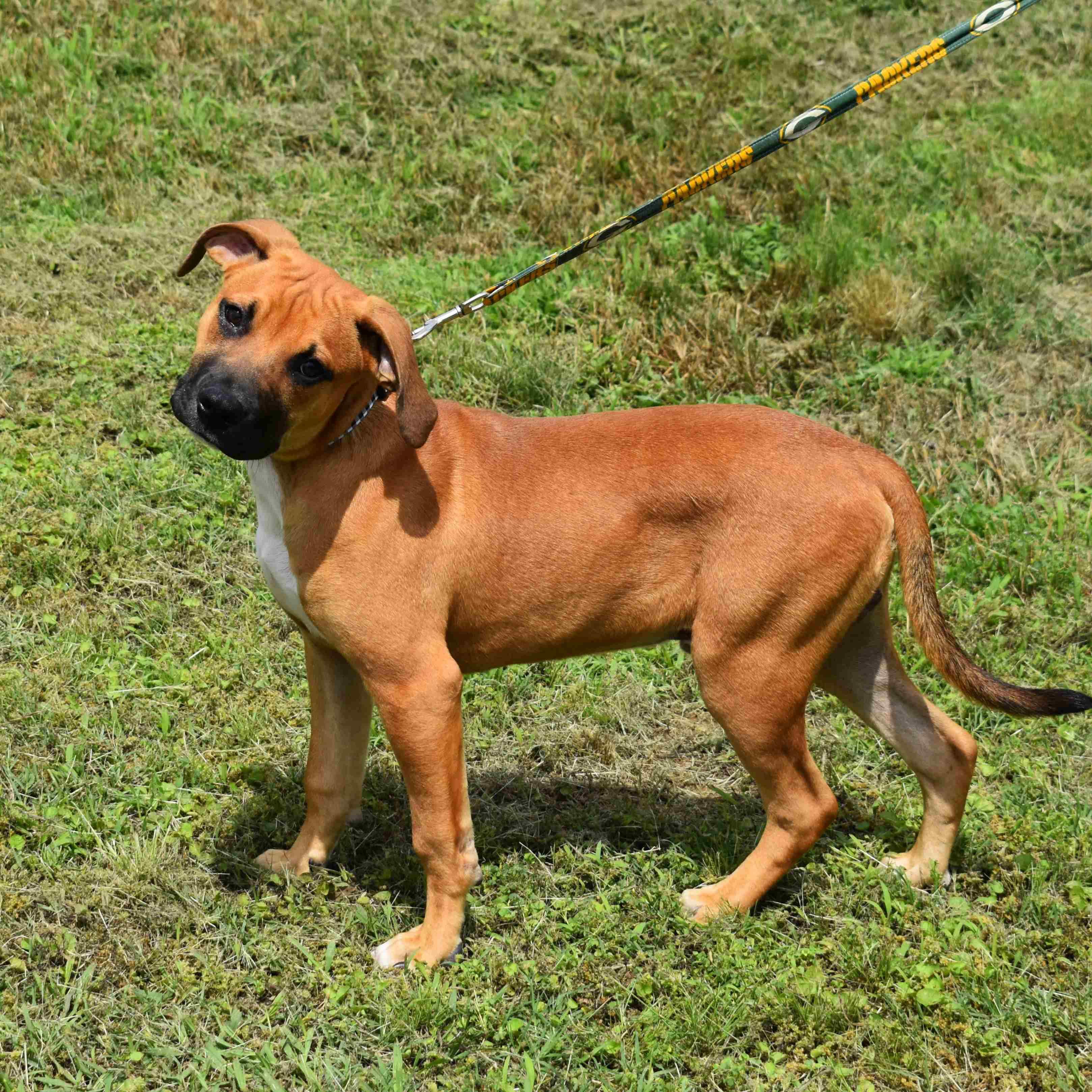 Rusty, an adopted Mixed Breed in Searcy, AR image 1/6