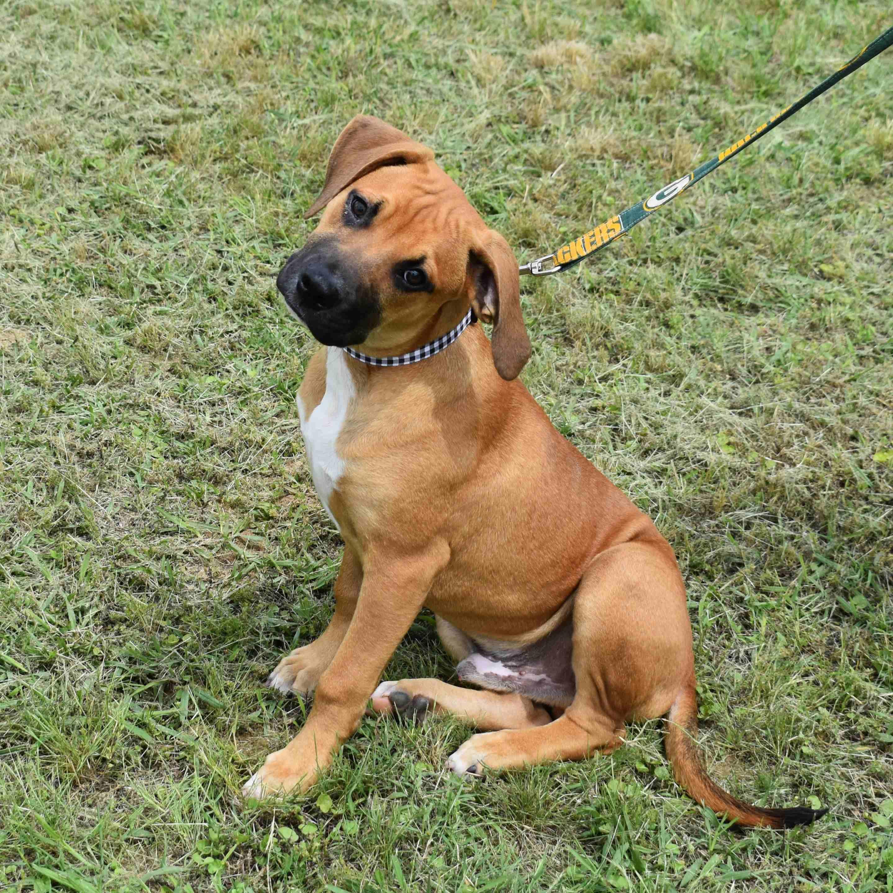 Rusty, an adopted Mixed Breed in Searcy, AR image 5/6