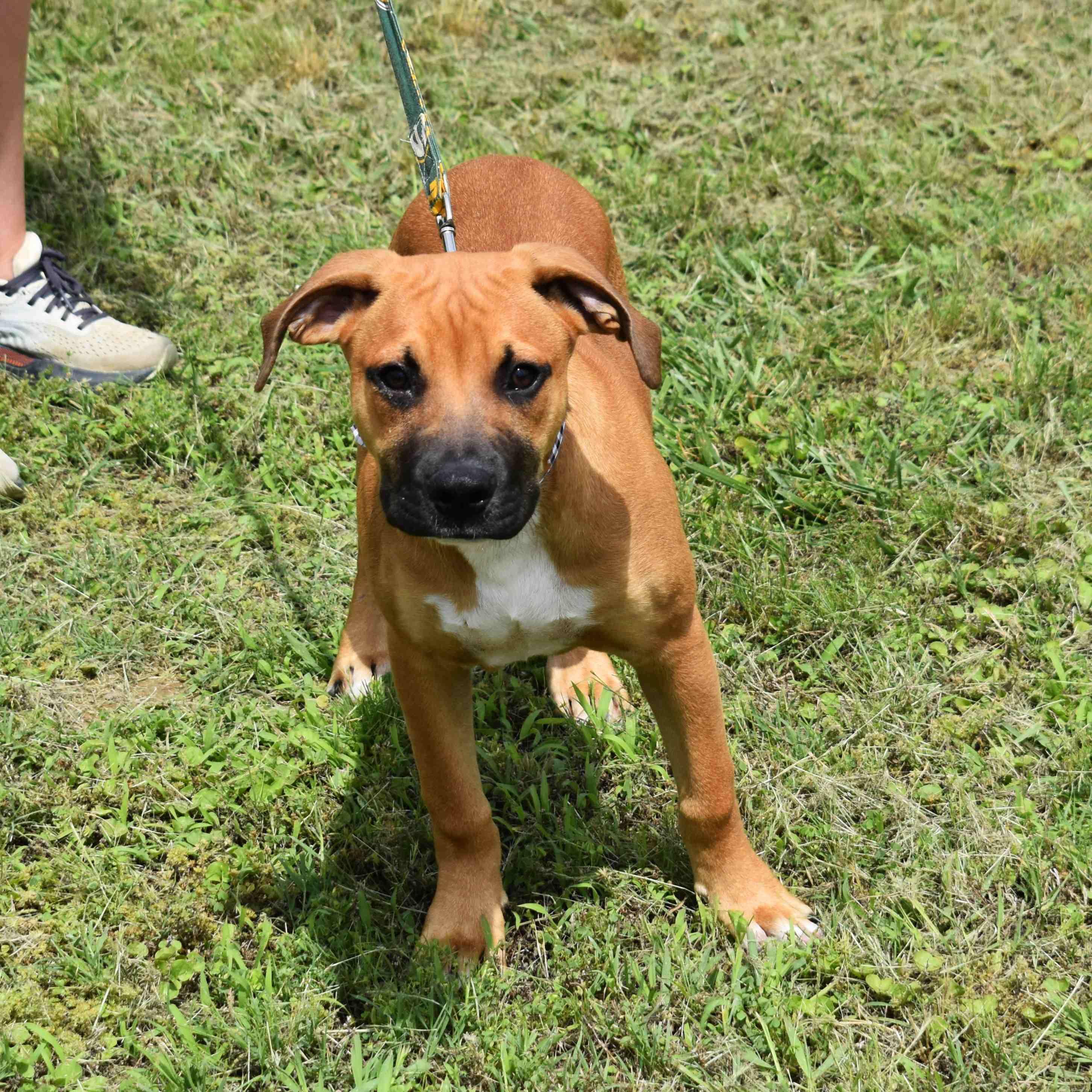 Rusty, an adopted Mixed Breed in Searcy, AR image 4/6