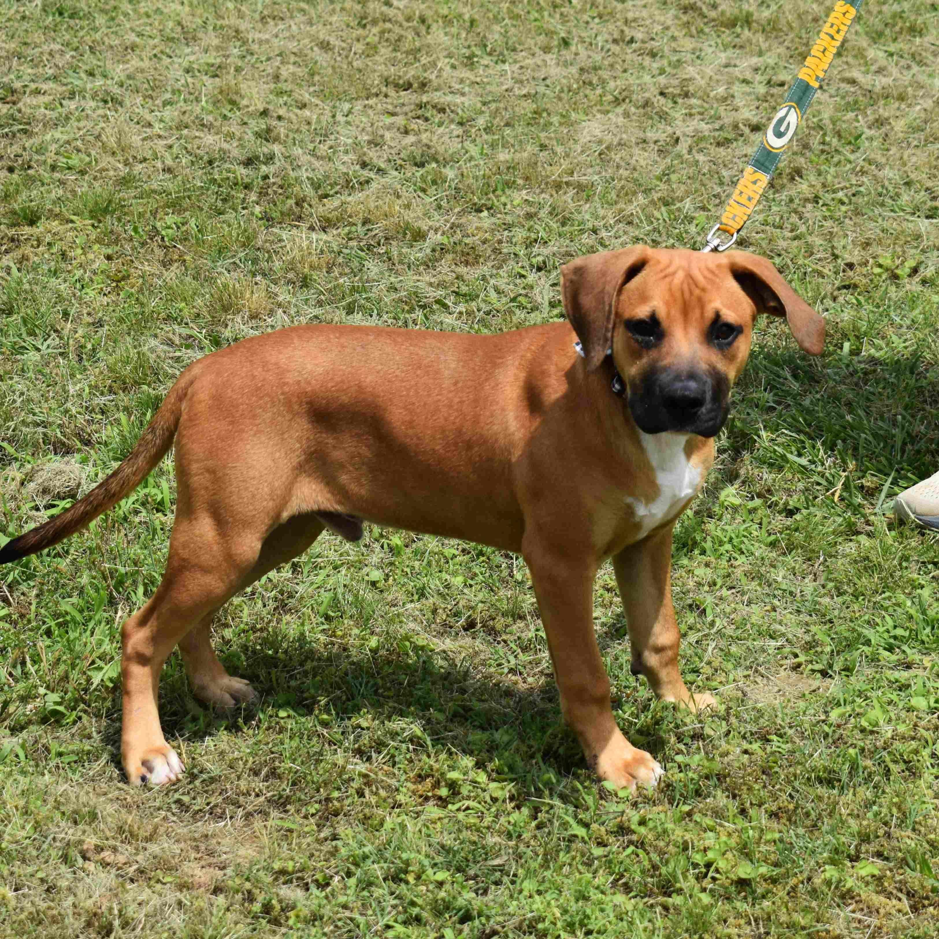 Rusty, an adopted Mixed Breed in Searcy, AR image 6/6