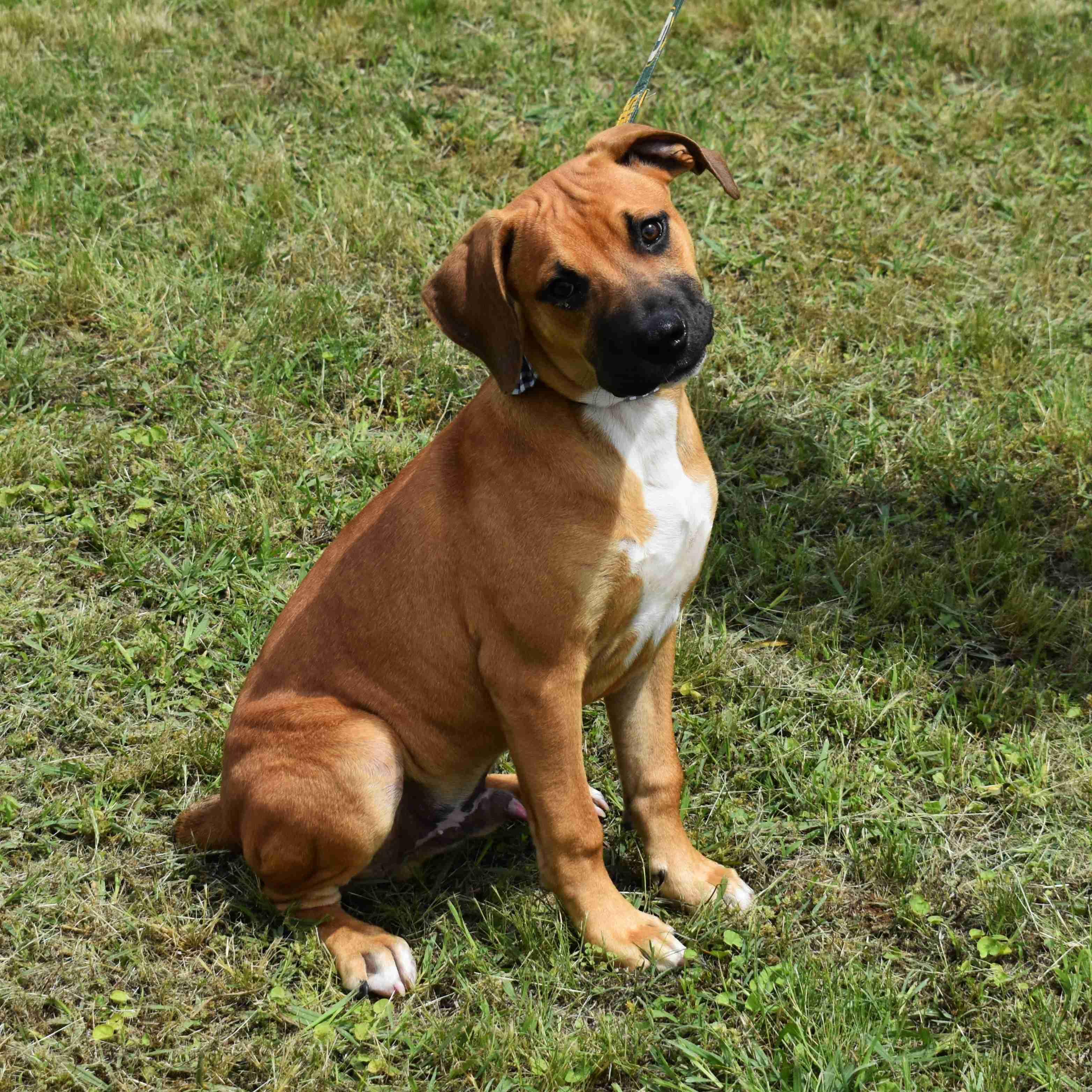 Rusty, an adopted Mixed Breed in Searcy, AR image 3/6