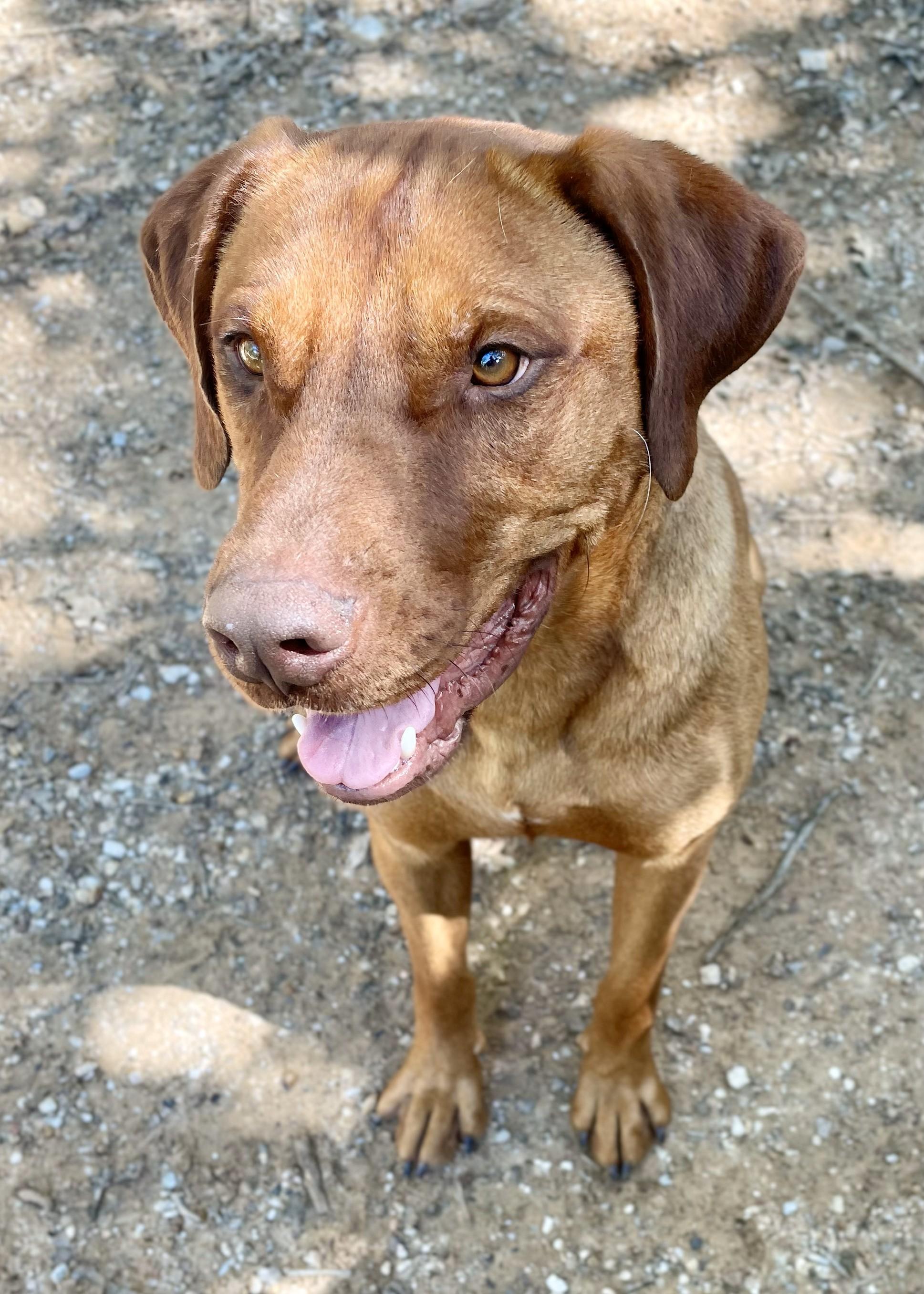 Tigger, adopted, Young Male Rhodesian Ridgeback.