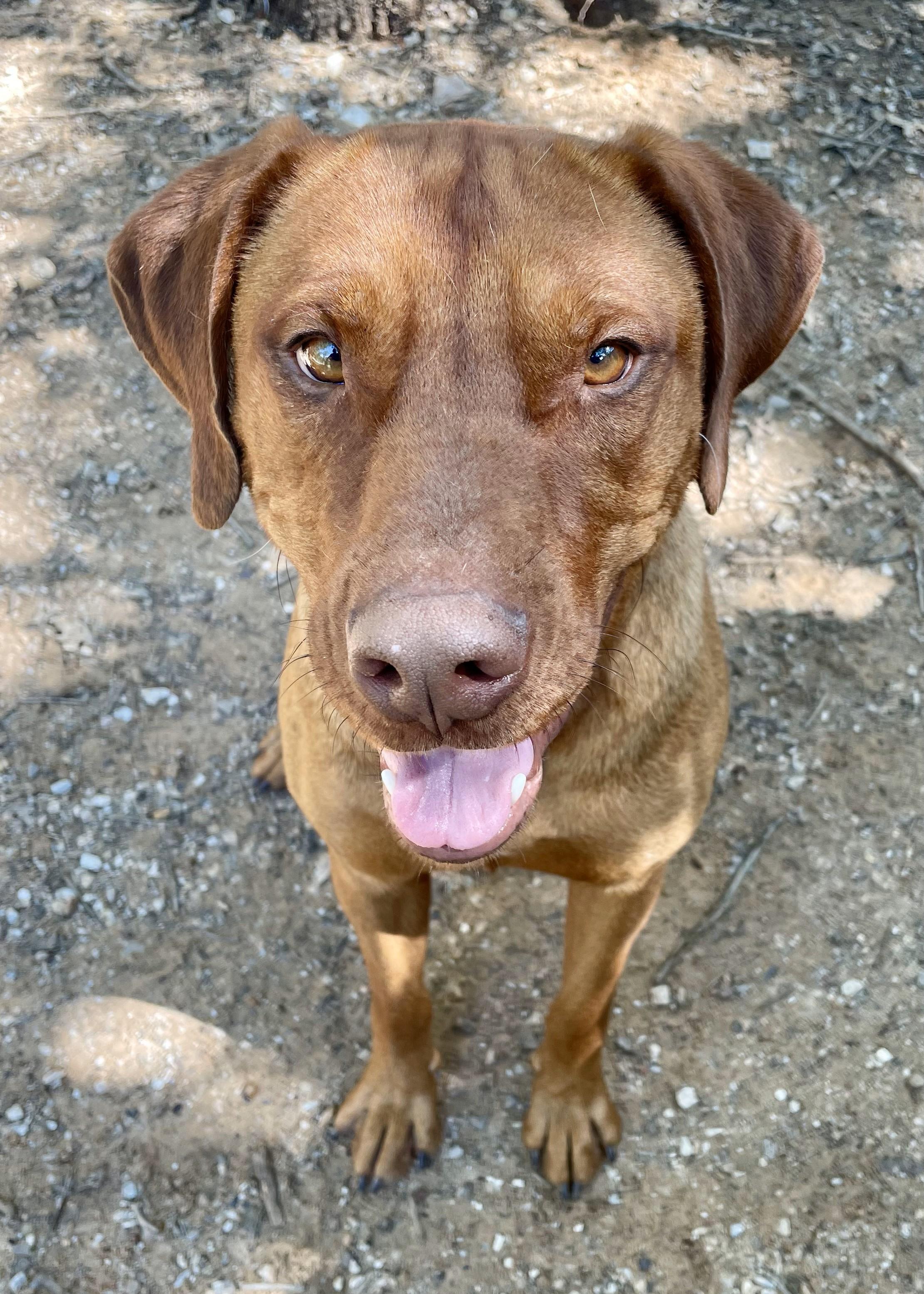 Tigger, an adopted Rhodesian Ridgeback in Paradise, TX image 3/4