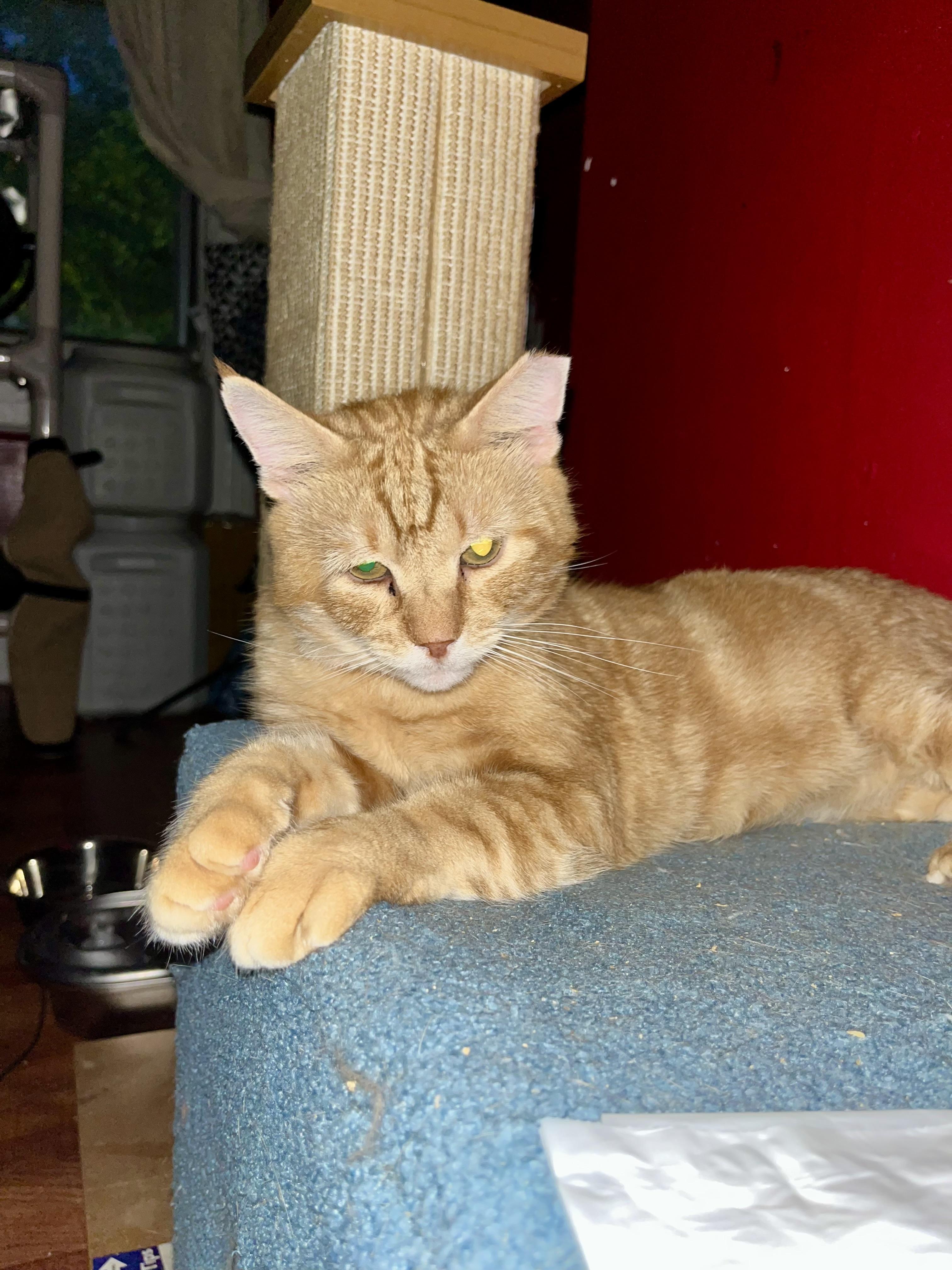 Enlarge Alex, a ADOPTABLE Domestic Short Hair in Brooklyn, NY image 3/5