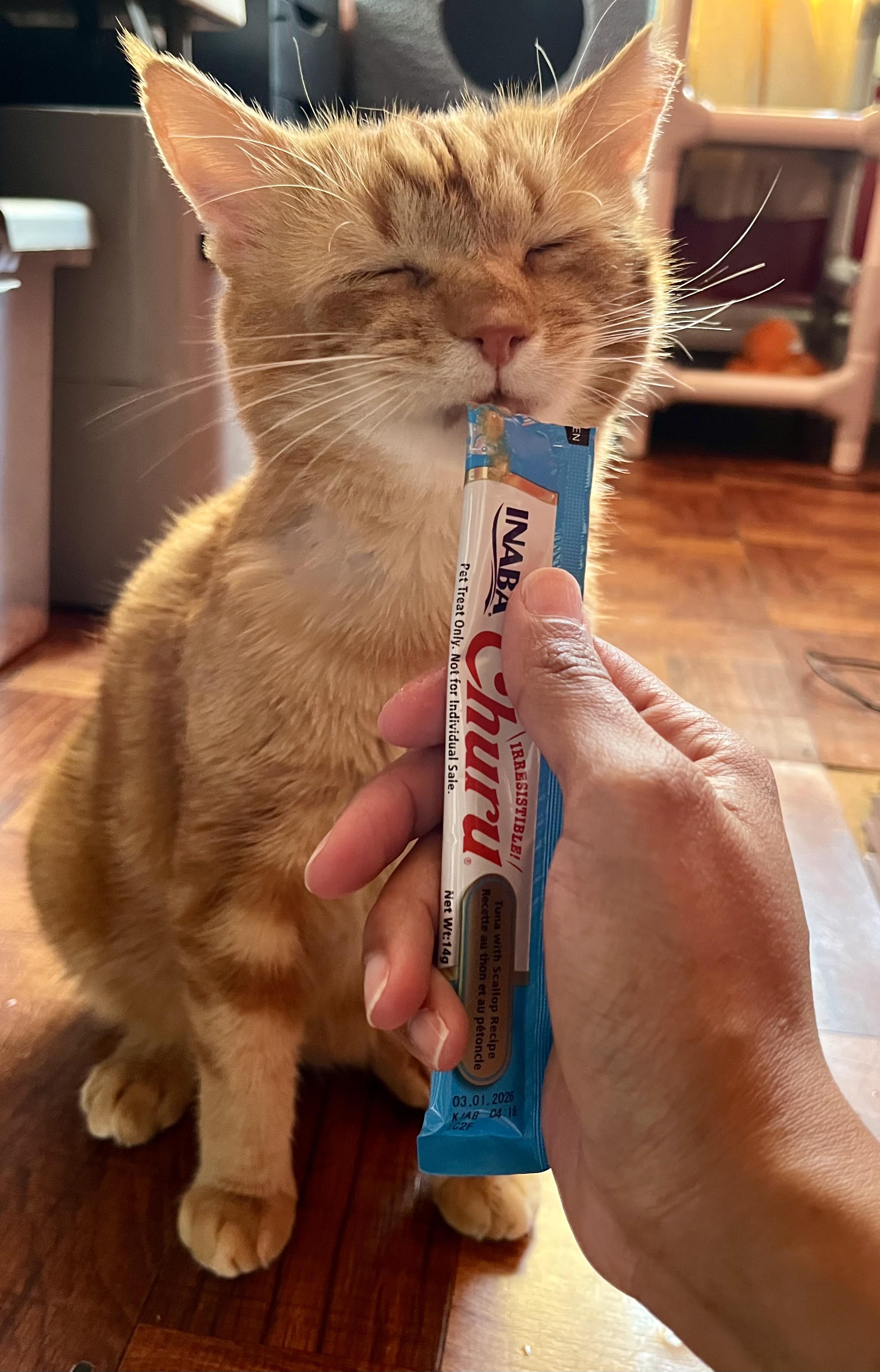 Enlarge Alex, a ADOPTABLE Domestic Short Hair in Brooklyn, NY image 5/5