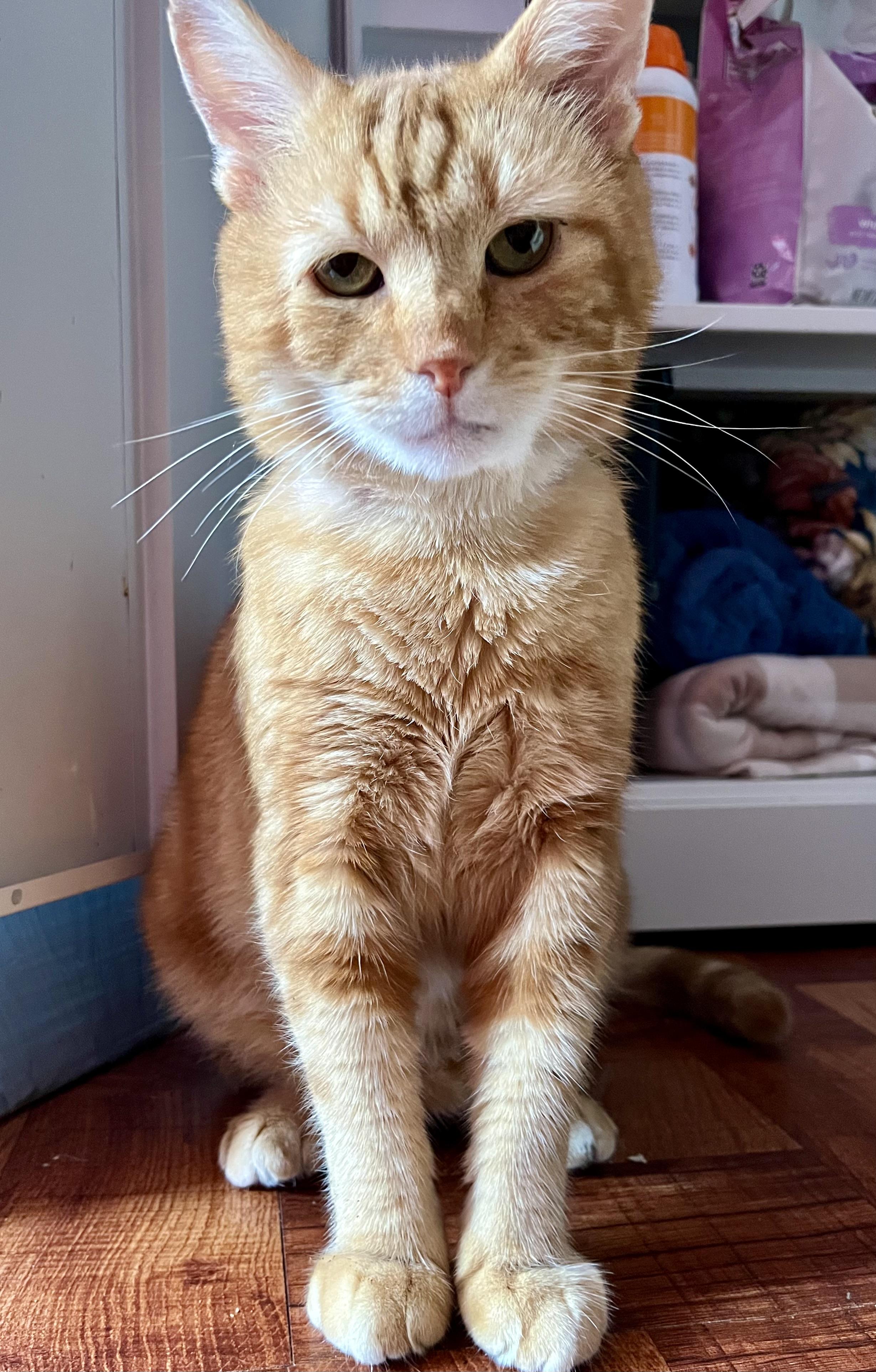 Enlarge Alex, a ADOPTABLE Domestic Short Hair in Brooklyn, NY image 2/5