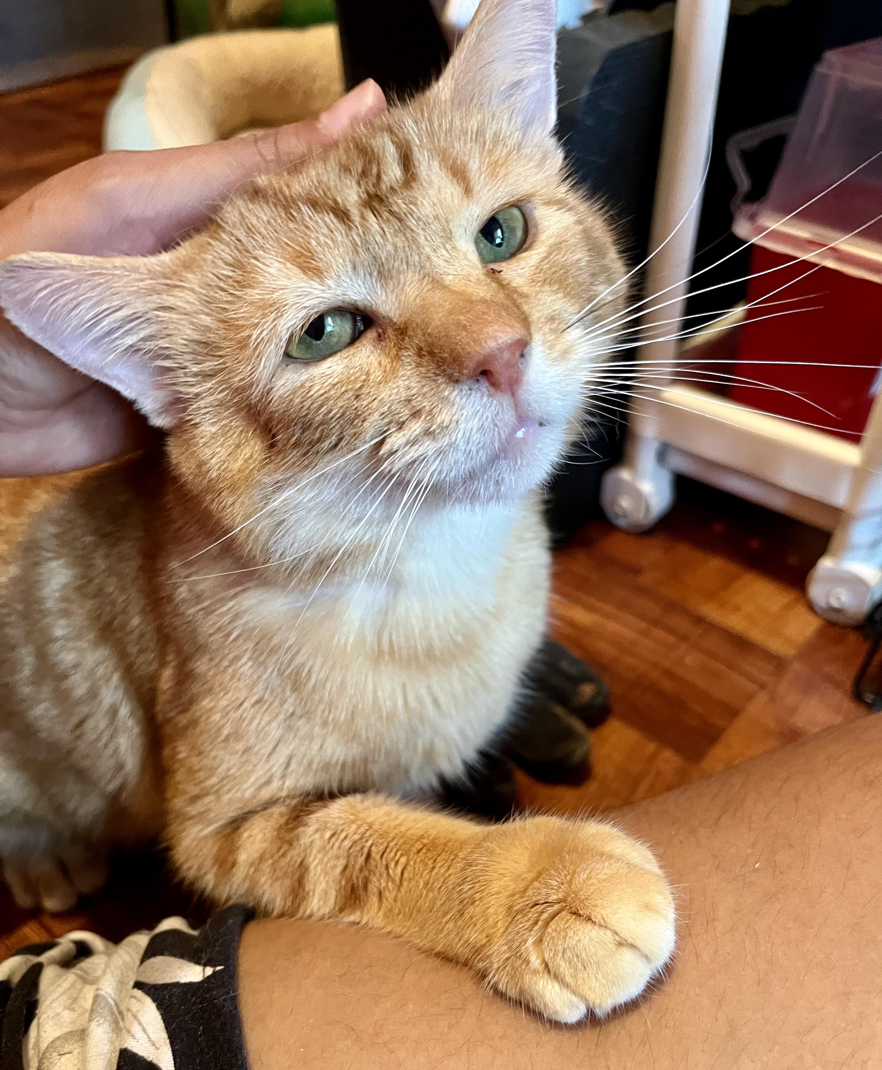 Enlarge Alex, a ADOPTABLE Domestic Short Hair in Brooklyn, NY image 1/5