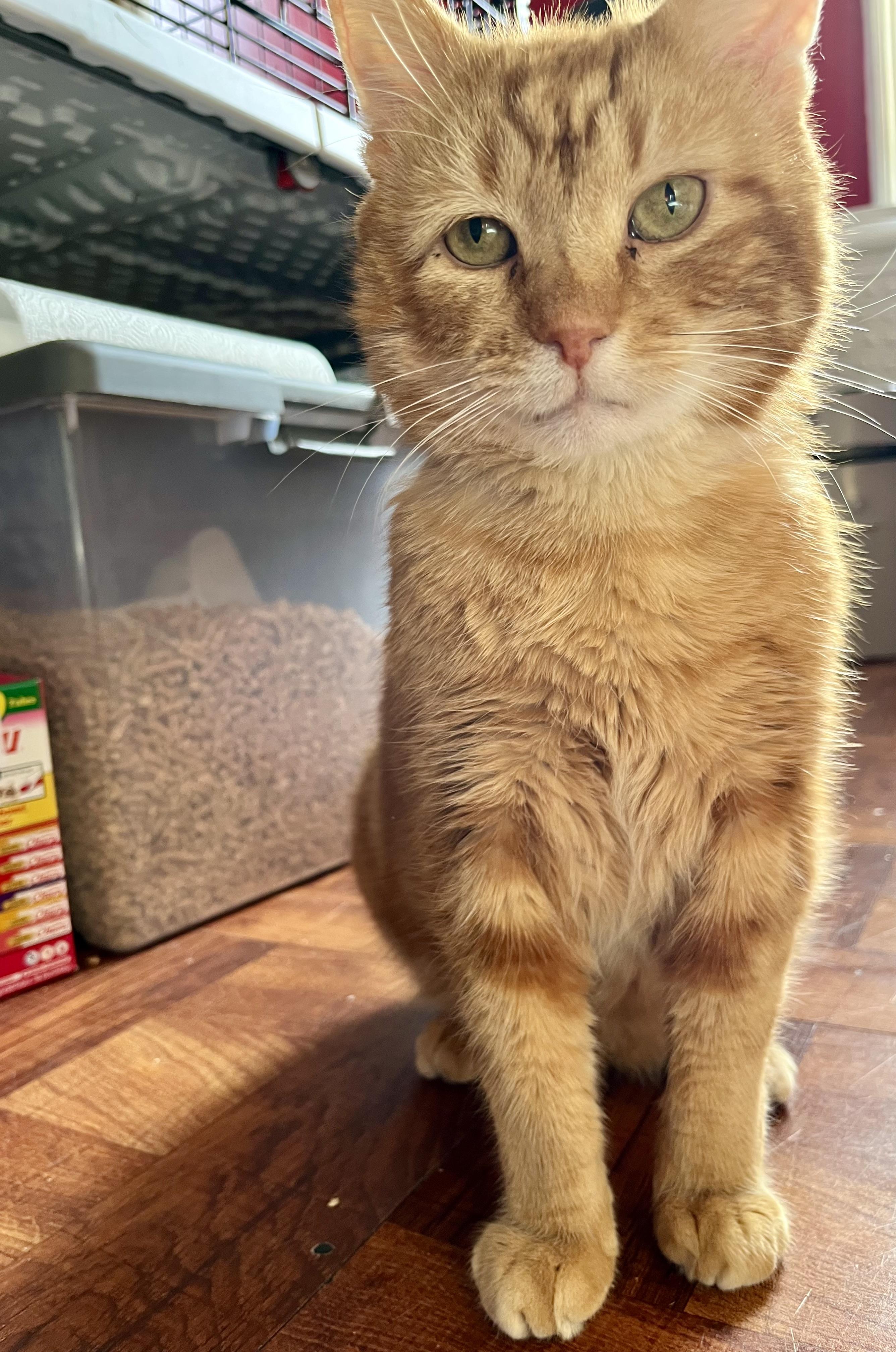 Enlarge Alex, a ADOPTABLE Domestic Short Hair in Brooklyn, NY image 4/5