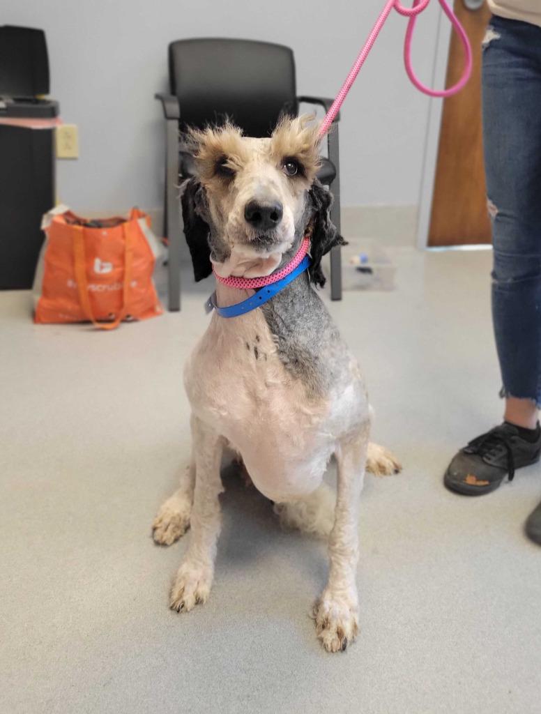 Gomer, Adoptable, Adult Male Poodle.