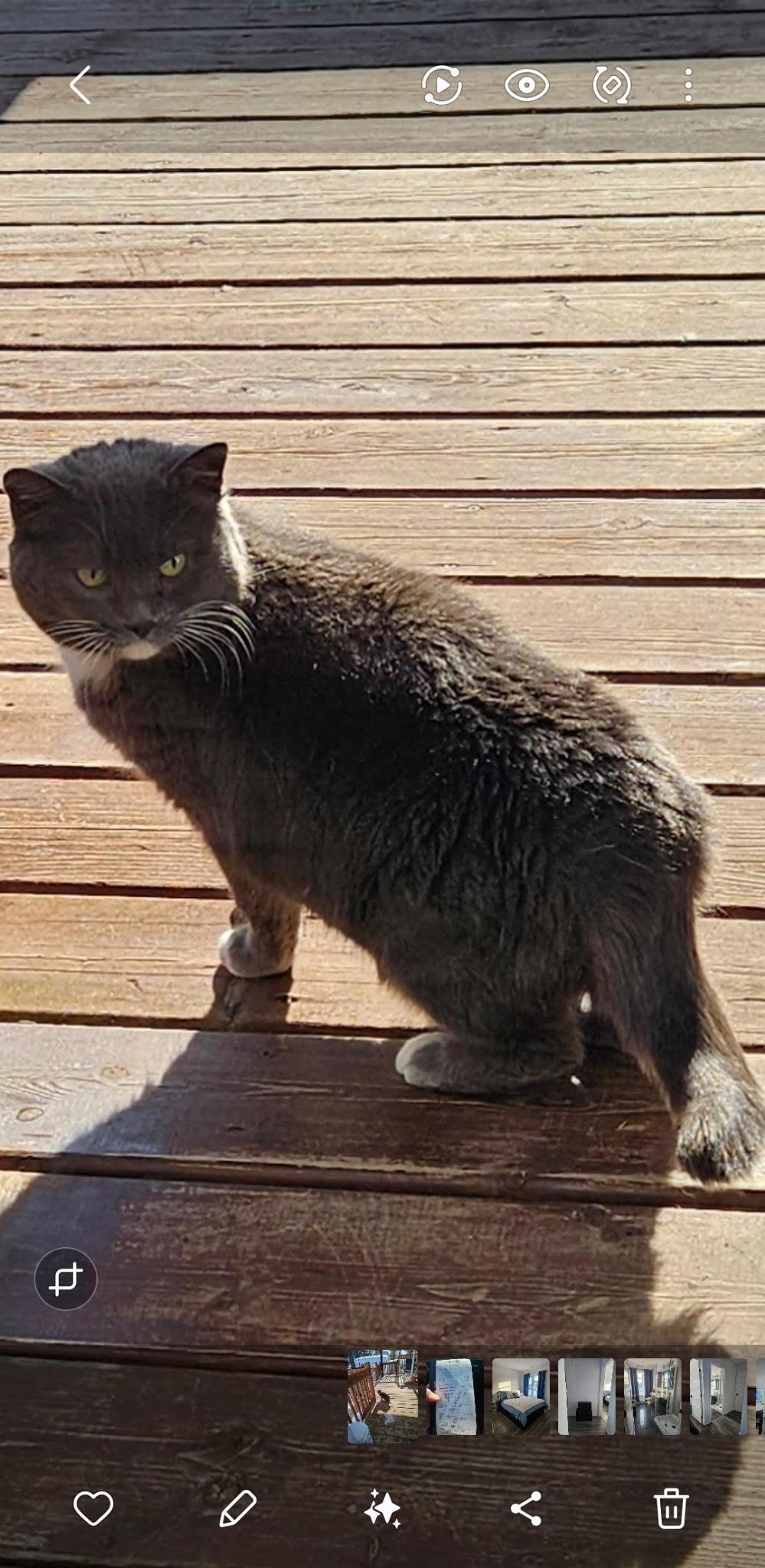 Enlarge Titetite, a Adoptable Domestic Short Hair in Montreal, QC image 1/1