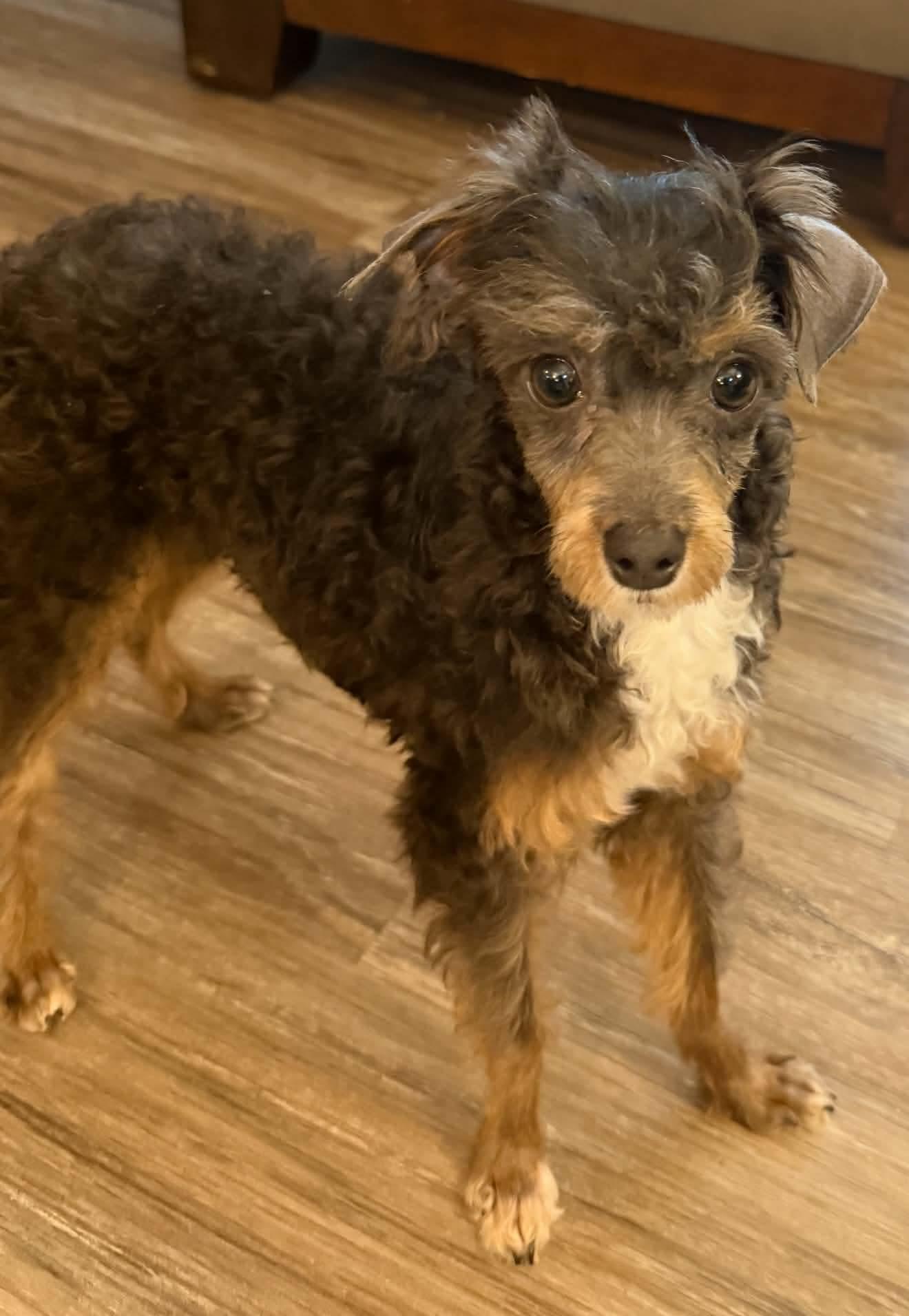 Enlarge Toby, a Adopted Miniature Poodle in St. Clairsville, OH image 3/3