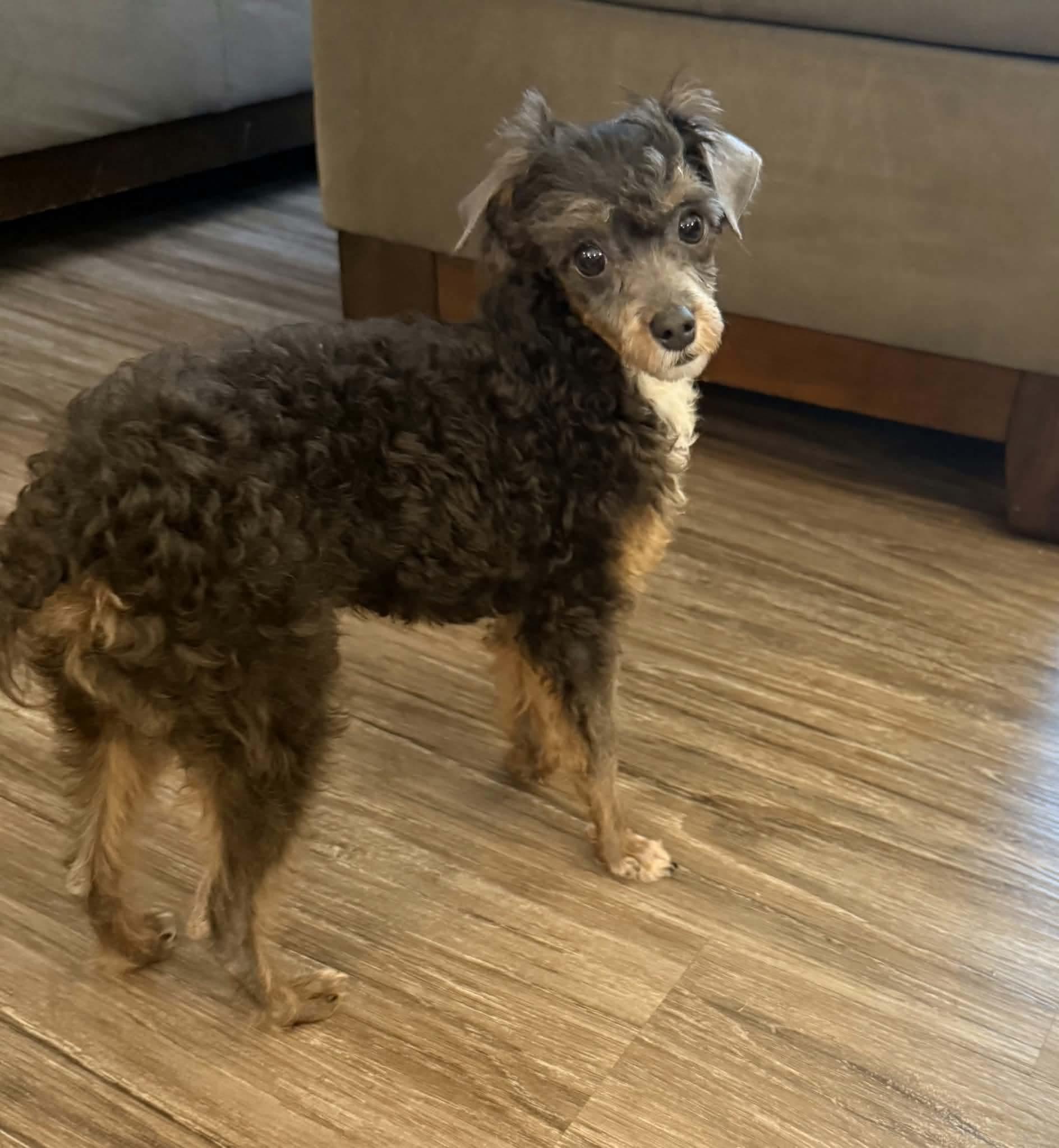 Enlarge Toby, a Adopted Miniature Poodle in St. Clairsville, OH image 2/3