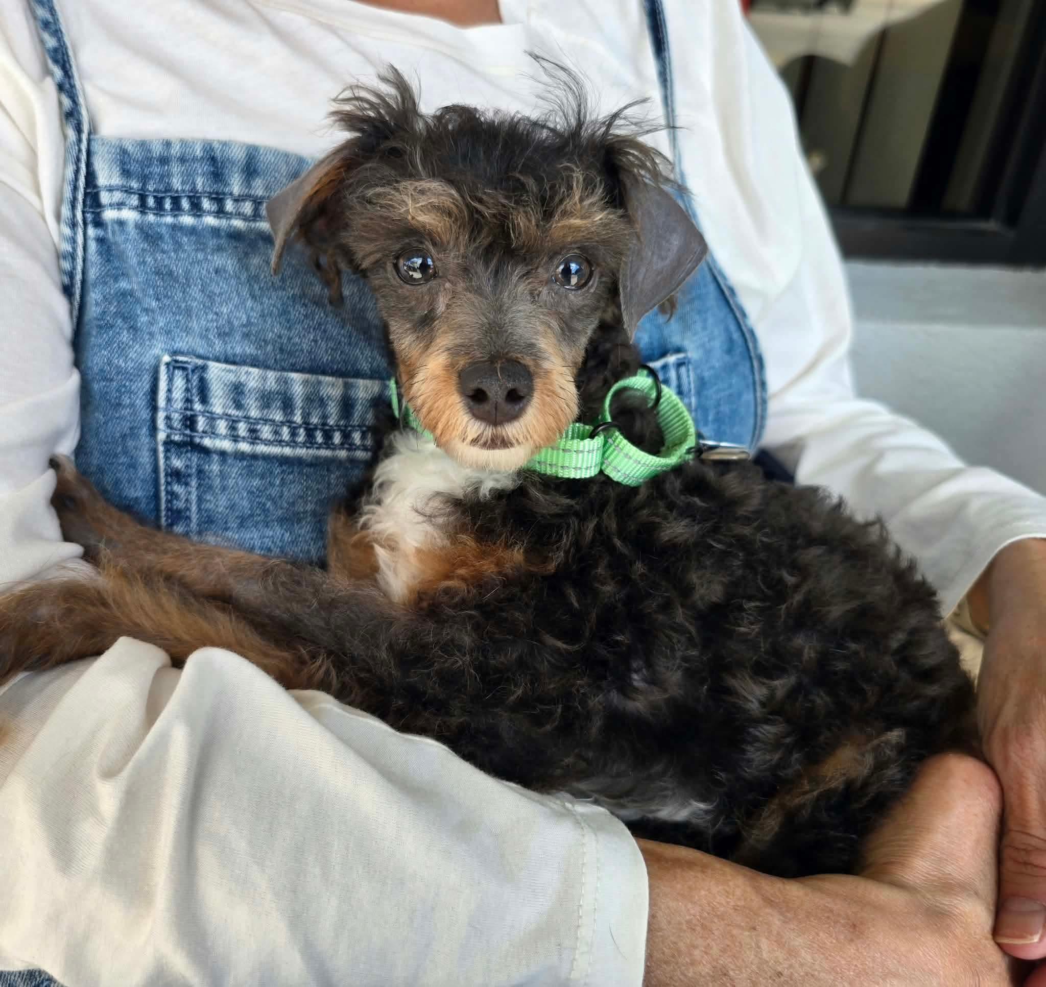 Toby, Adopted, Young Male Miniature Poodle.