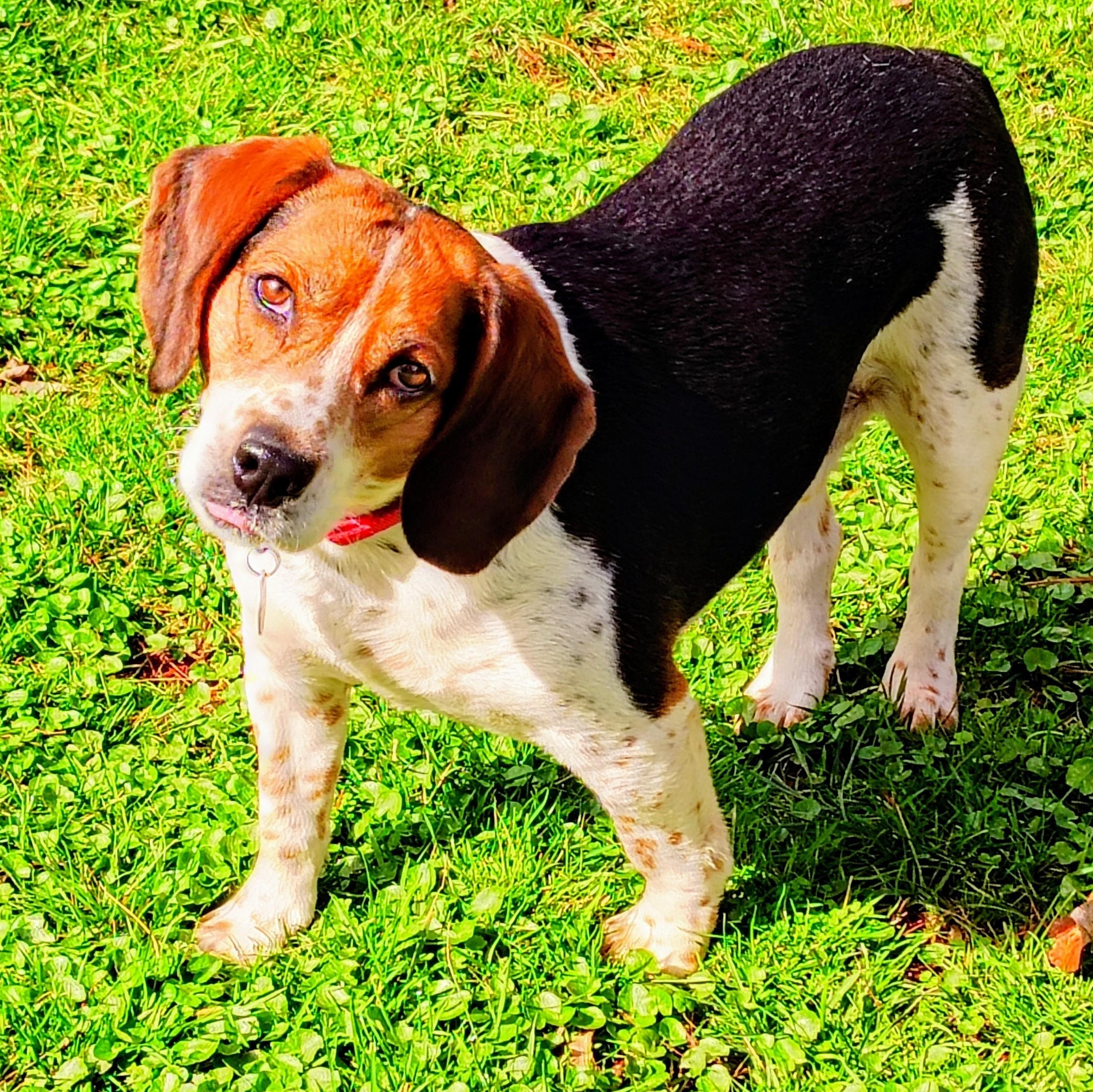 Enlarge Sparky, a ADOPTABLE Beagle in Terrace Park, OH image 3/6