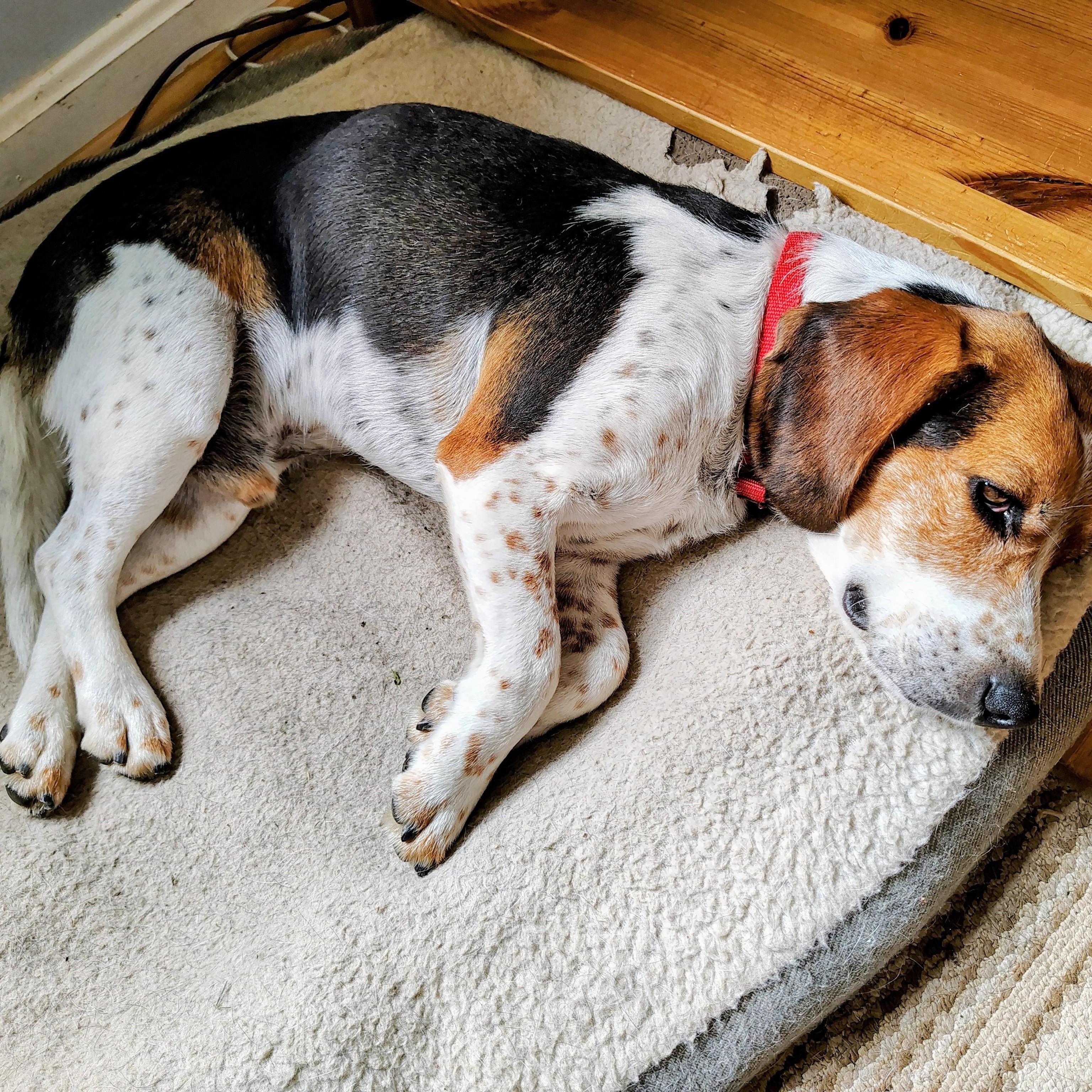 Sparky, a ADOPTABLE Beagle in Terrace Park, OH image 2/6