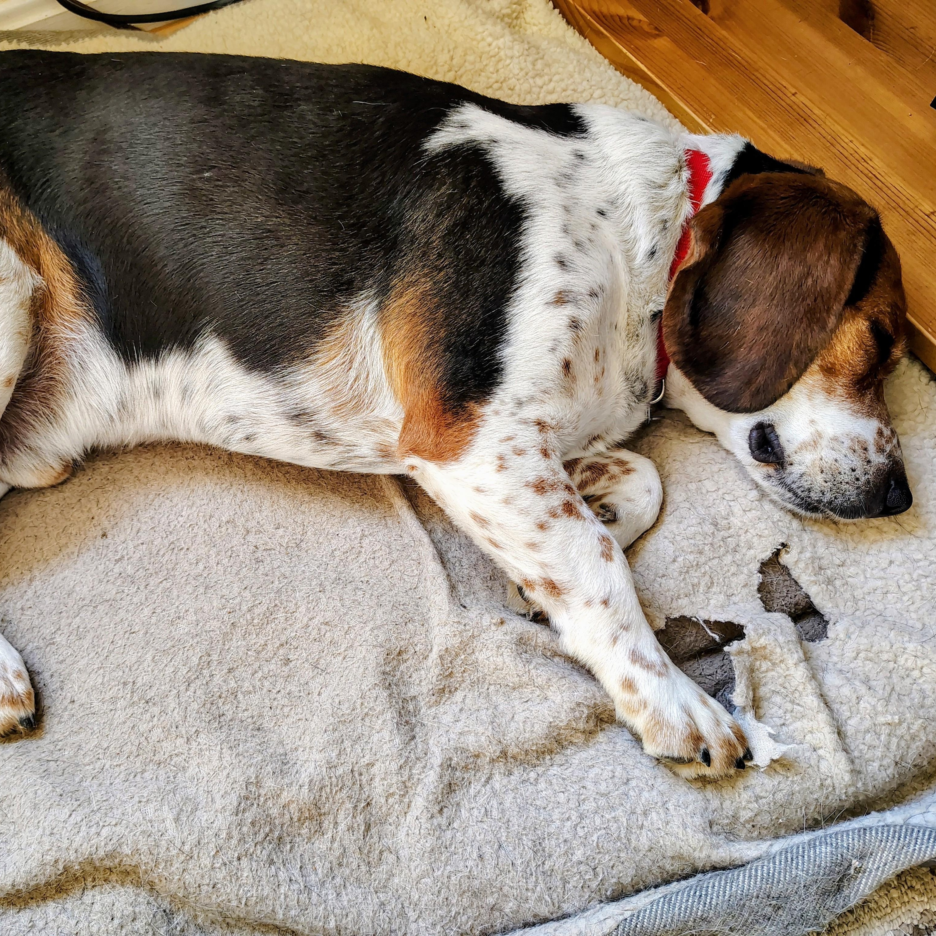 Enlarge Sparky, a ADOPTABLE Beagle in Terrace Park, OH image 6/6