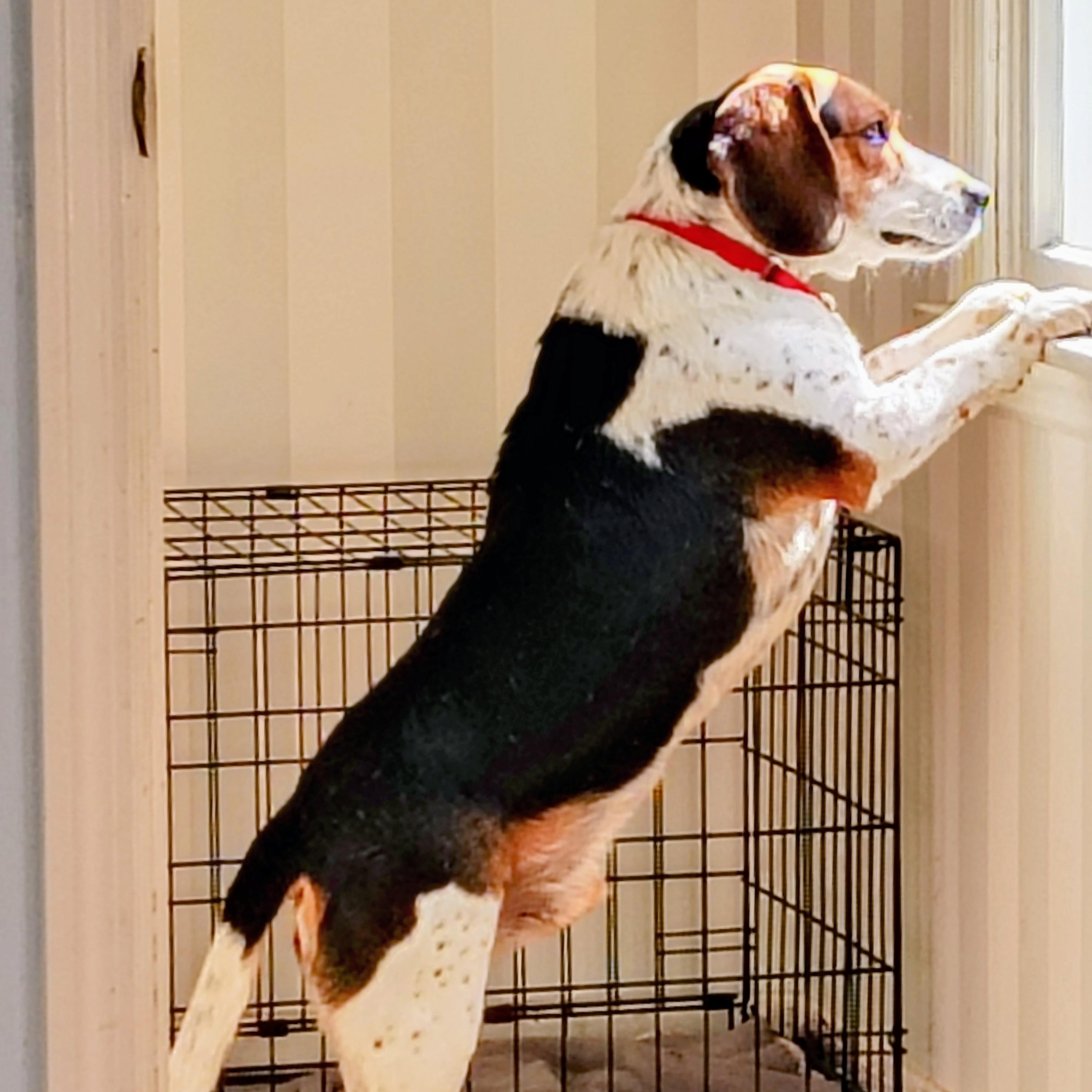 Enlarge Sparky, a ADOPTABLE Beagle in Terrace Park, OH image 4/6