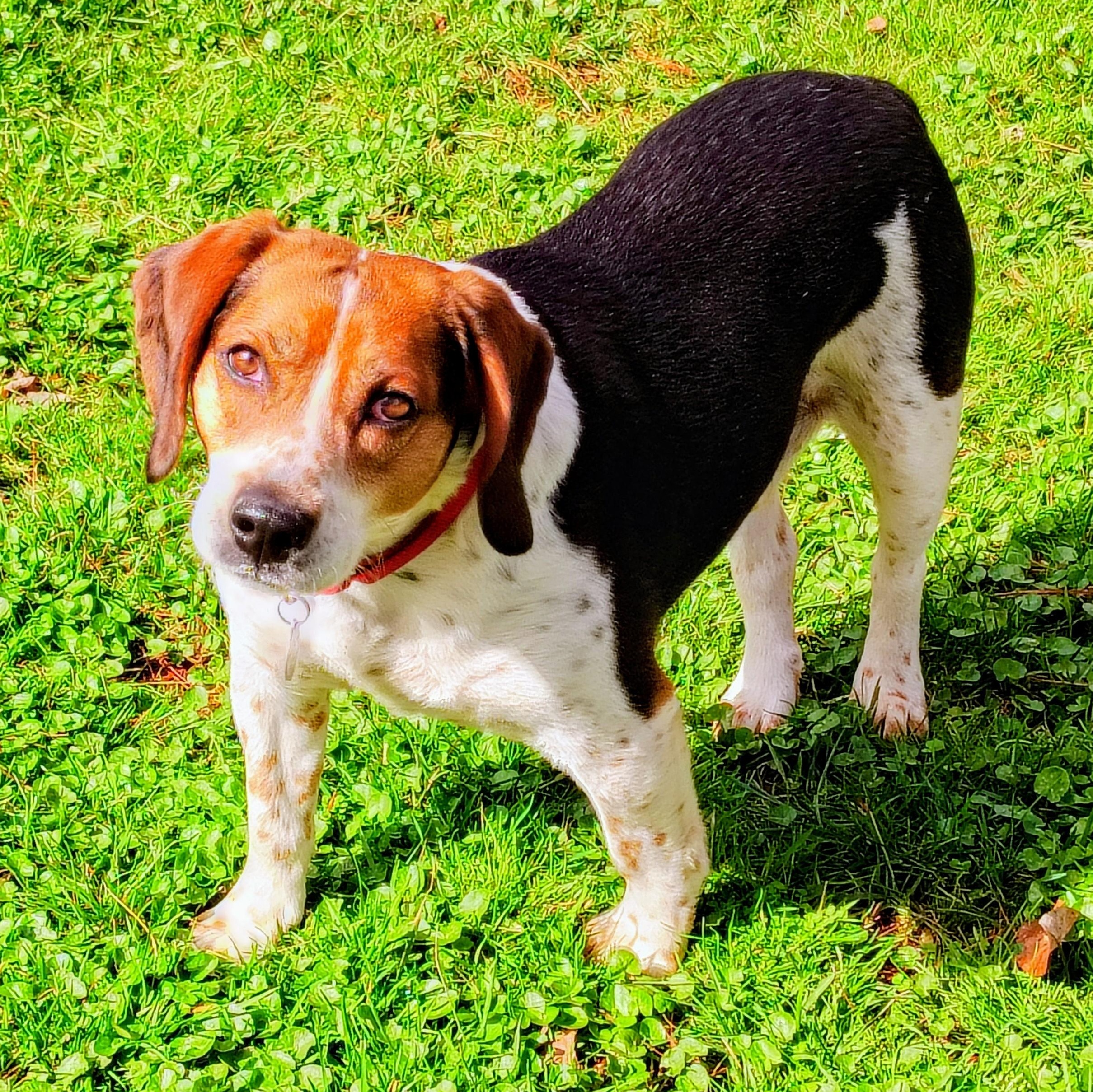 Enlarge Sparky, a ADOPTABLE Beagle in Terrace Park, OH image 1/6