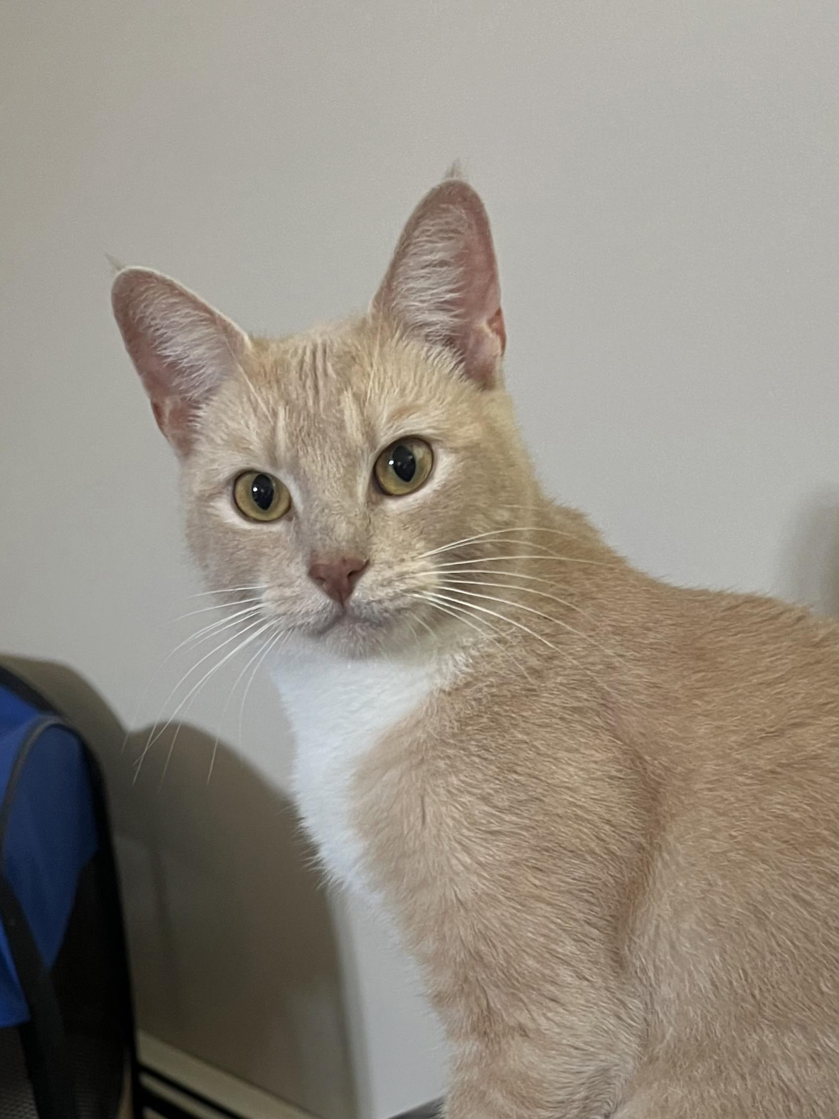 SIGRID N. - Gentle & Loving! Domestic Short Hair Cat